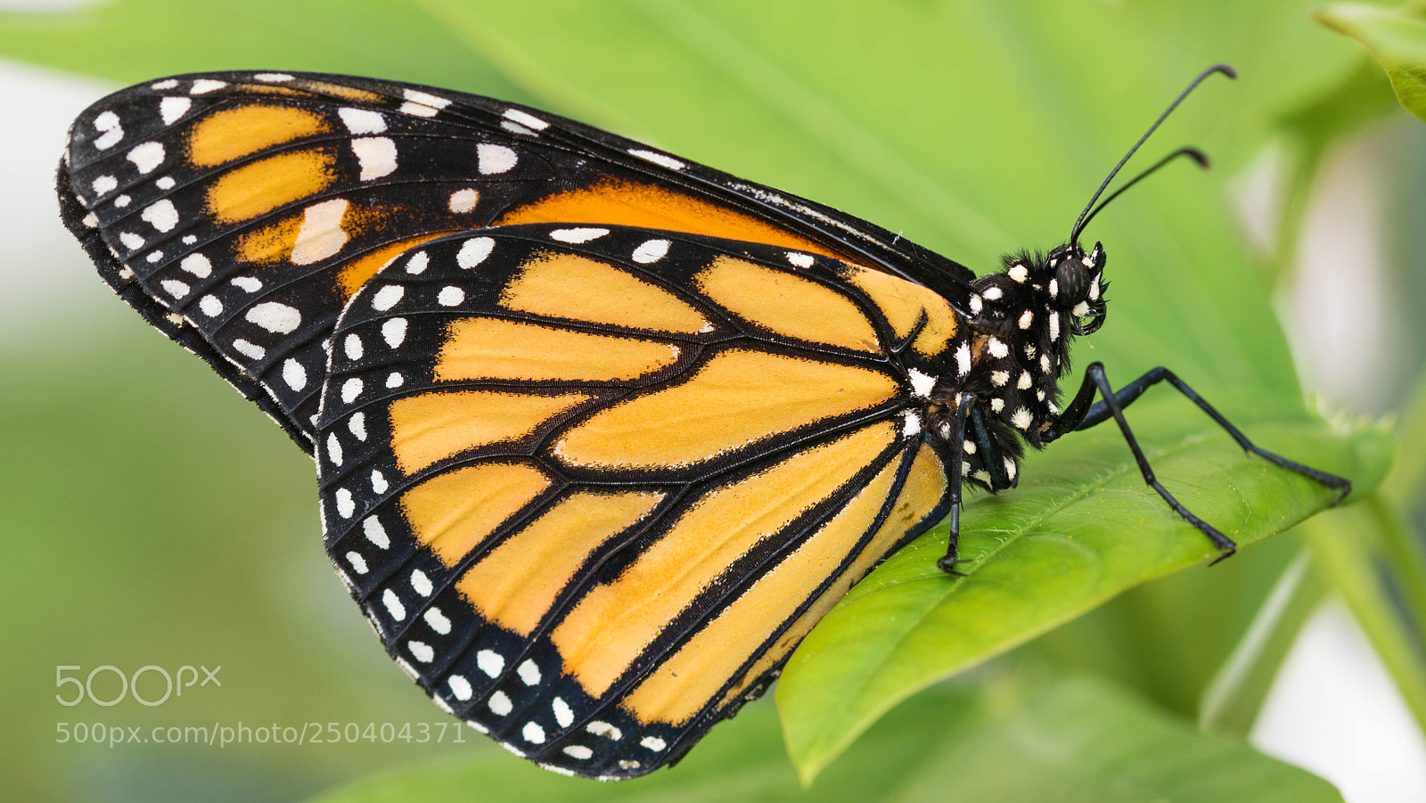 Nikon D5300 sample photo. Monarch photography