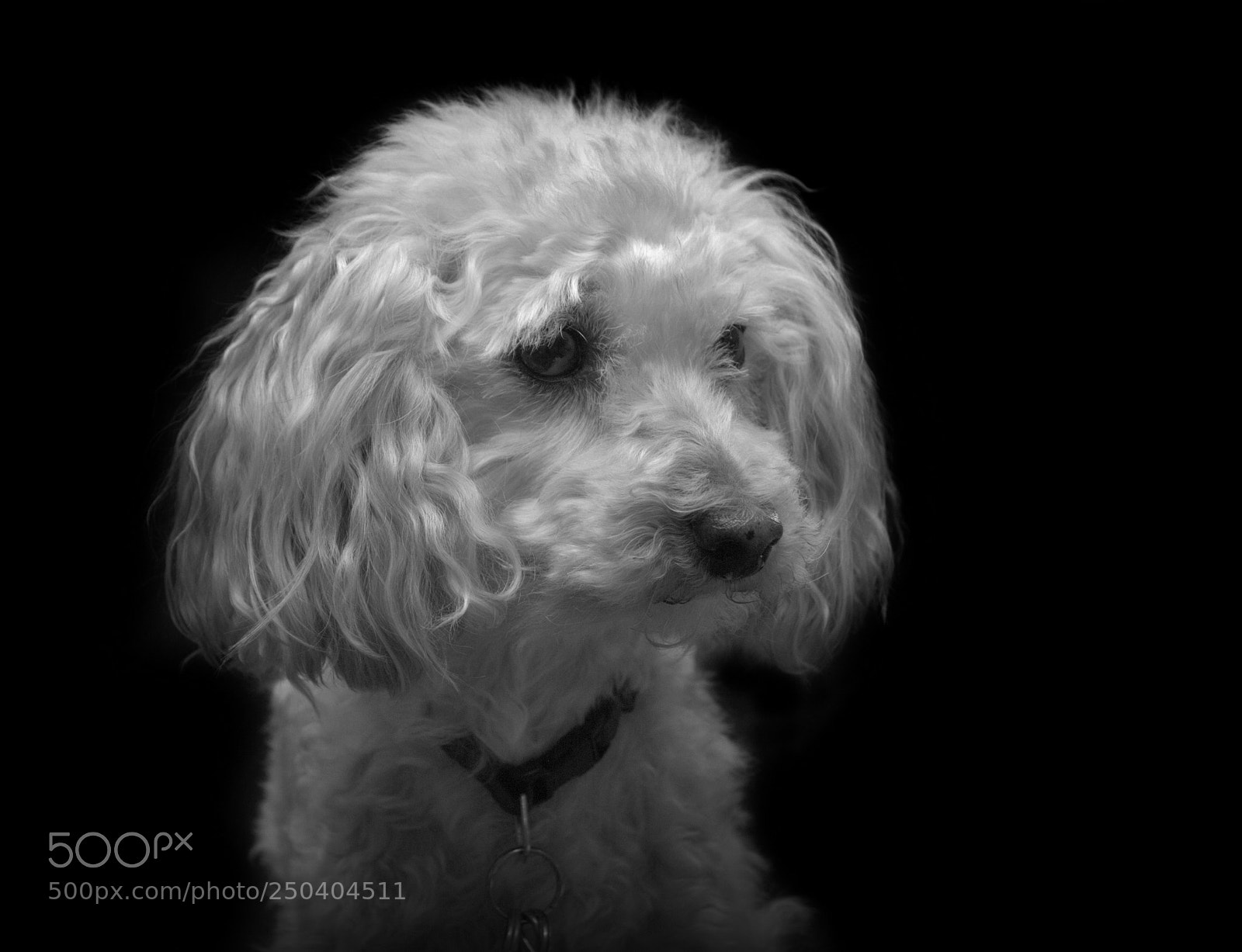 Nikon D3000 sample photo. Poodle photography