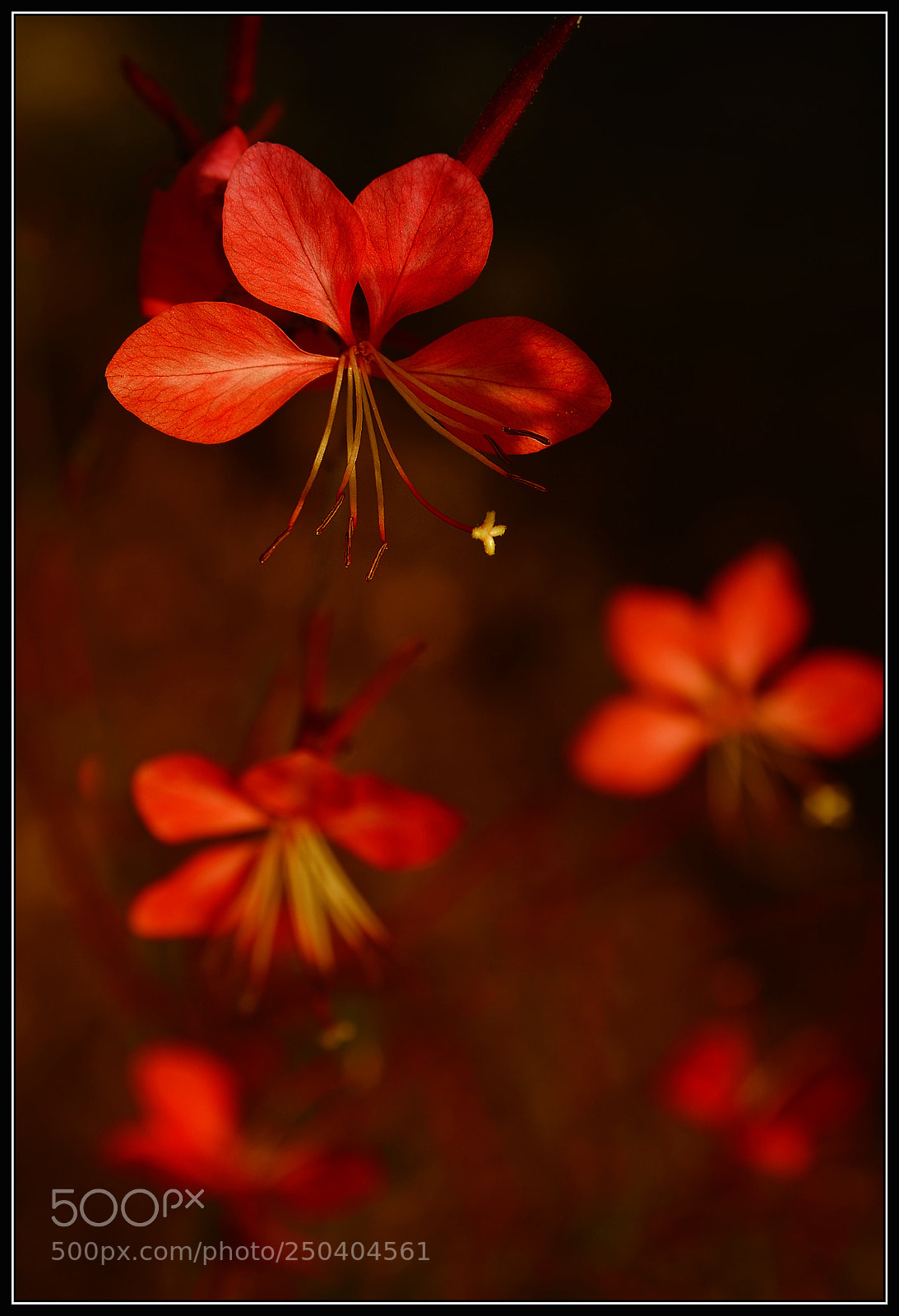 Nikon D5100 sample photo. Red flowers photography