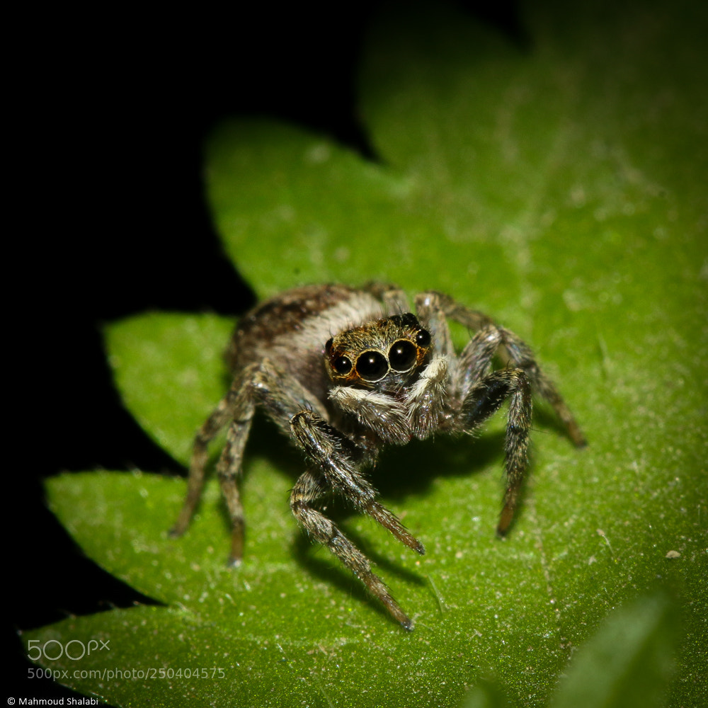 Canon EOS 70D sample photo. Eyes photography