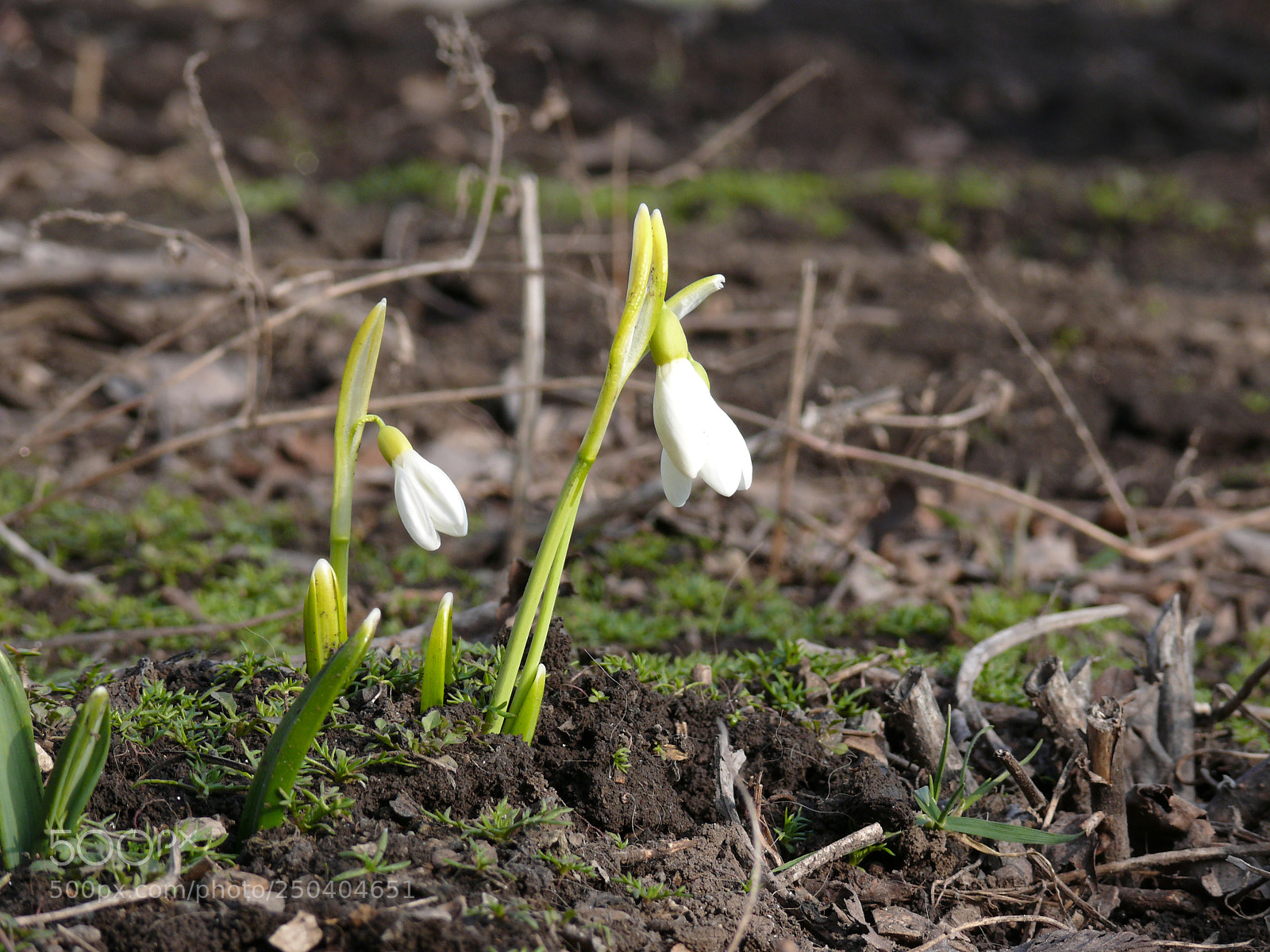 Panasonic DMC-FZ50 sample photo. Spring is coming photography