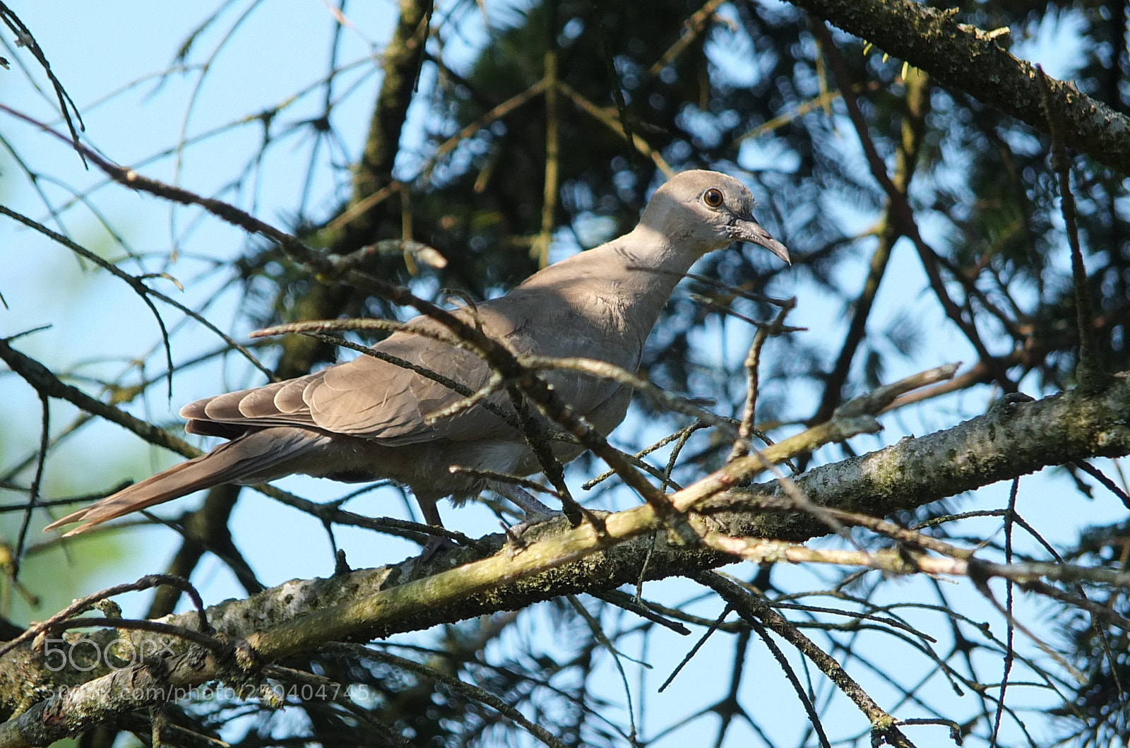 Fujifilm X-S1 sample photo. Collared dove, gugutka, streptopelia photography