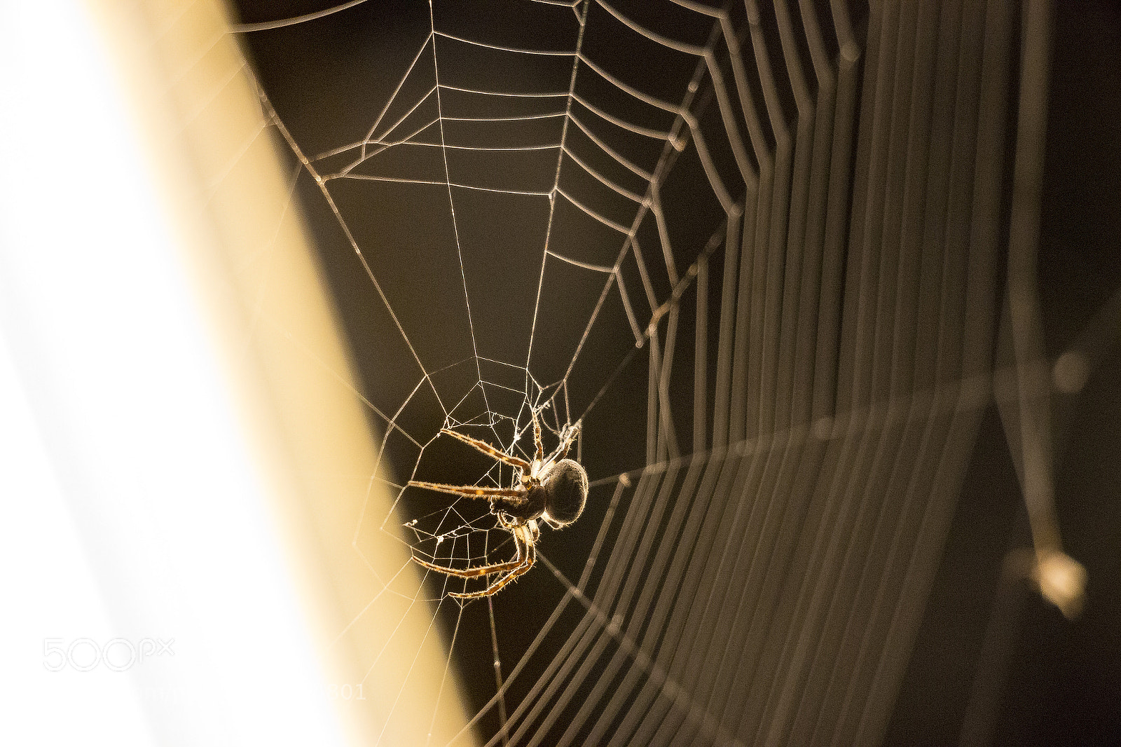 Canon EOS 70D sample photo. Majestic casual () photography