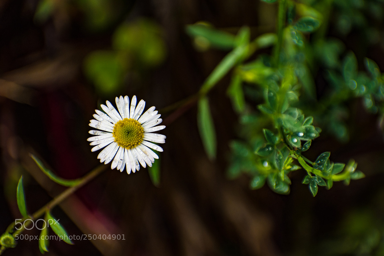 Nikon D7200 sample photo. Blooming beside the fern photography
