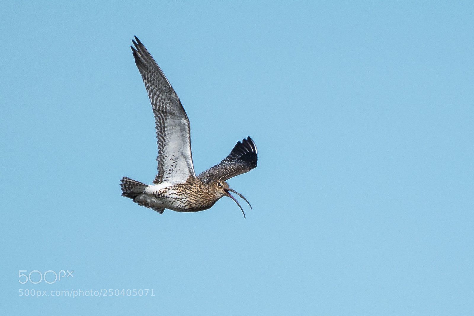 Nikon D500 sample photo. Curlew photography