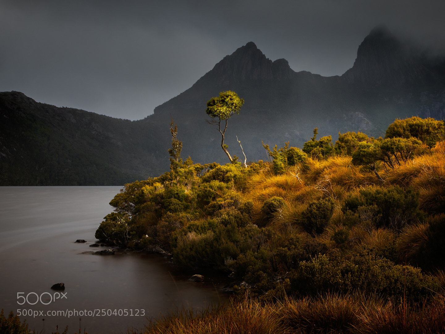 Canon EOS 5D Mark IV sample photo. The dove lake tree photography
