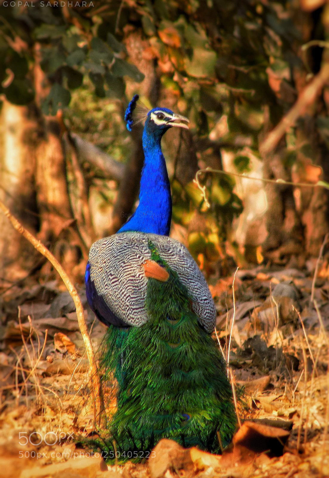 Nikon COOLPIX L340 sample photo. Indian peafowl photography