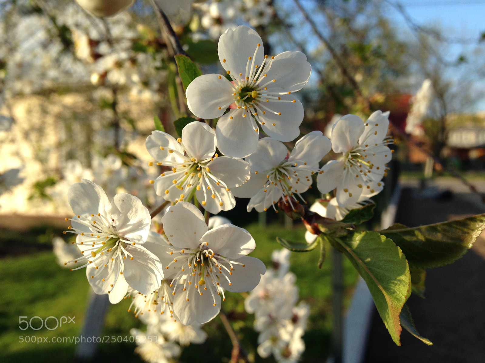 Apple iPhone 5 sample photo. ***cherry blooming** photography