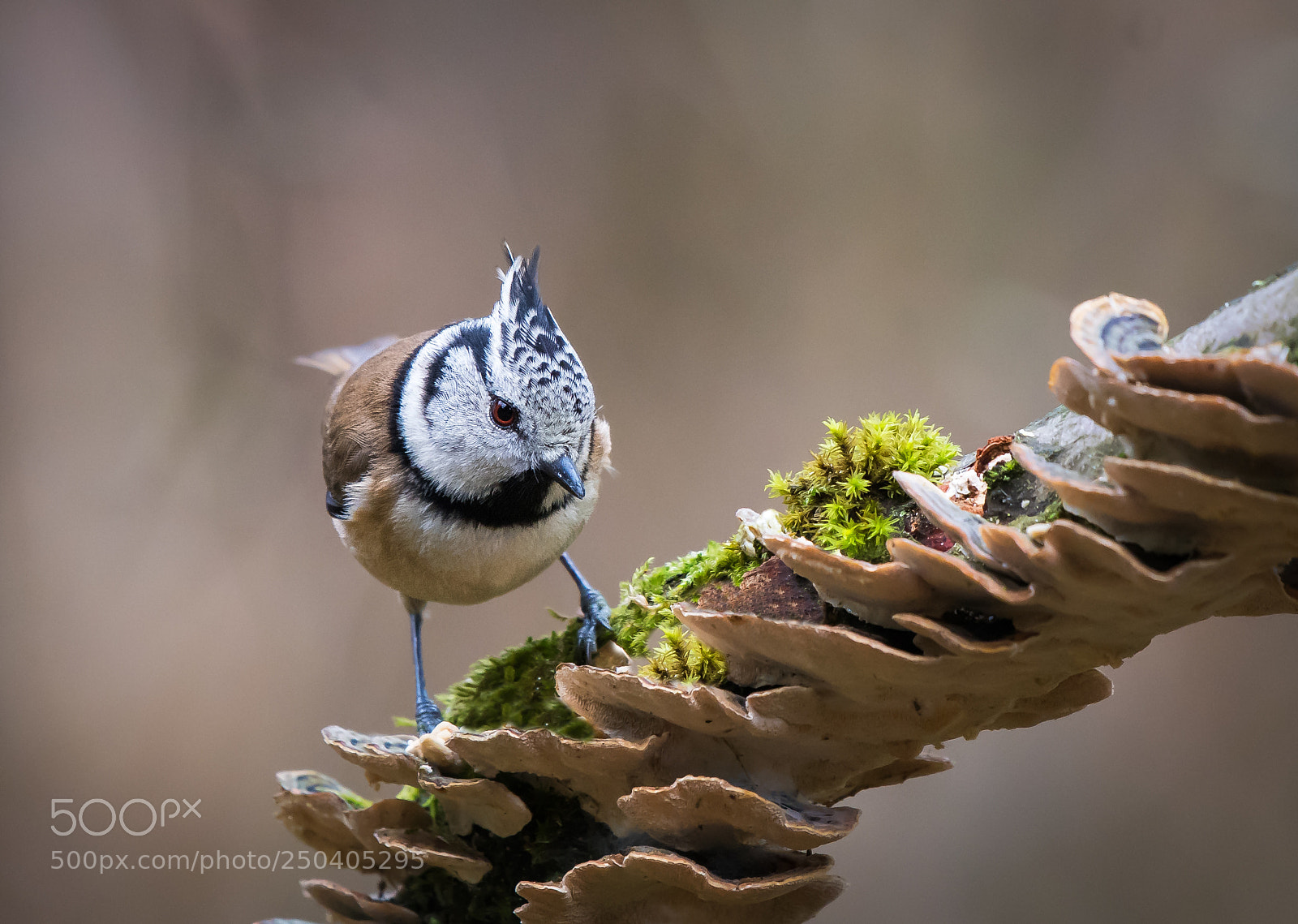 Nikon D500 sample photo. Crested tit photography