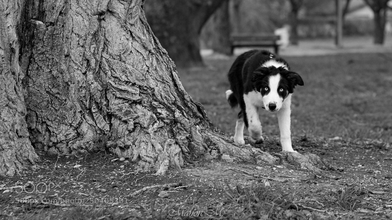 Canon EOS 750D (EOS Rebel T6i / EOS Kiss X8i) sample photo. Border black and white photography