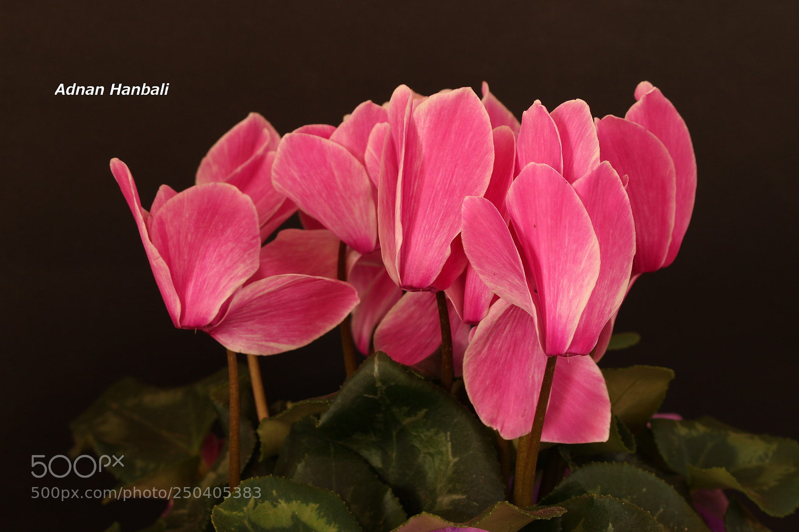 Canon EOS 700D (EOS Rebel T5i / EOS Kiss X7i) sample photo. Night rose photography