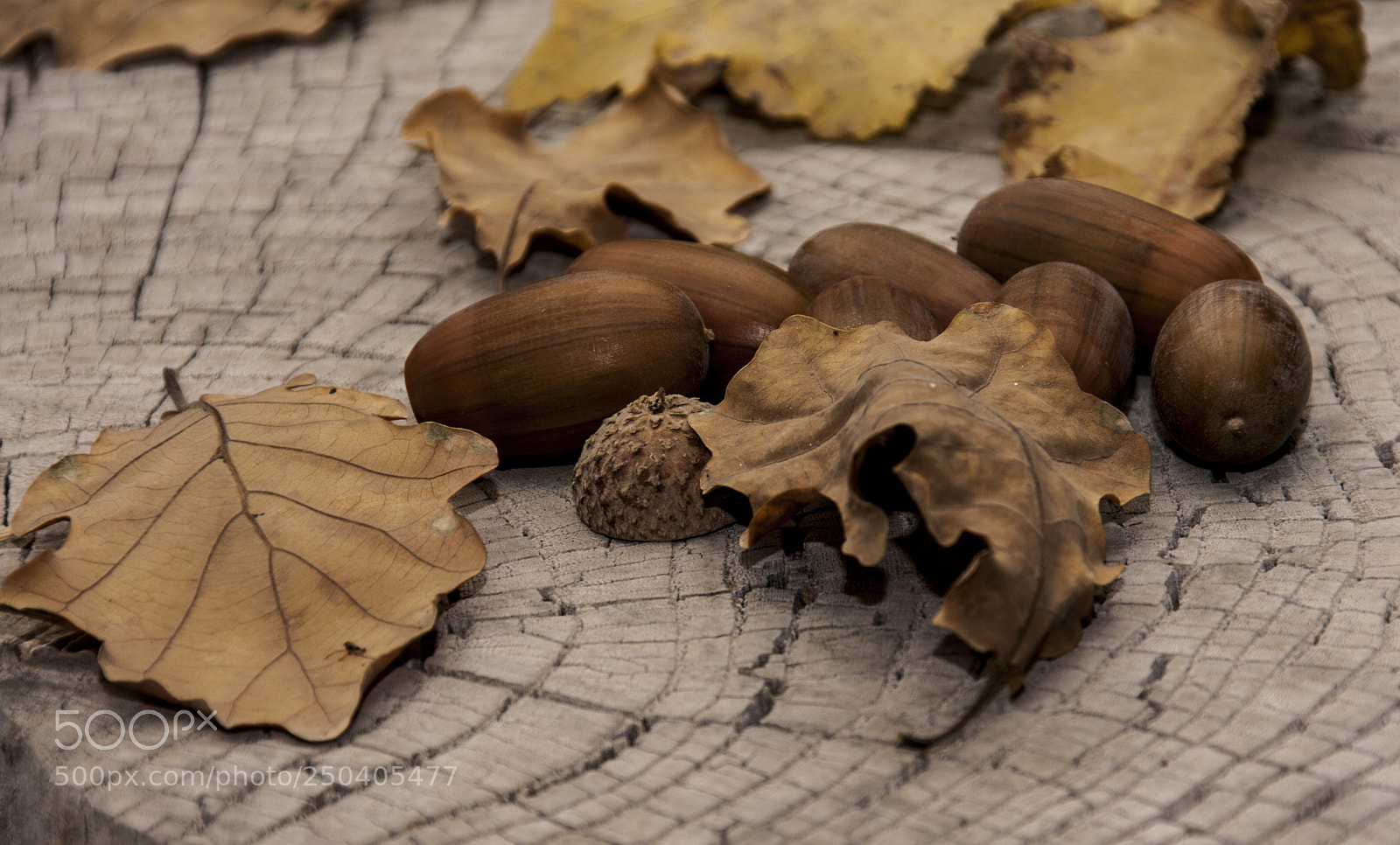 Canon EOS 40D sample photo. Oak & leaf photography