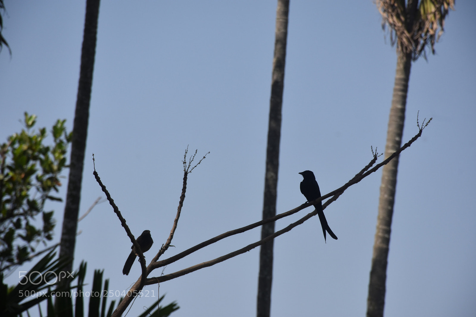 Nikon D7200 sample photo. Untitled photography