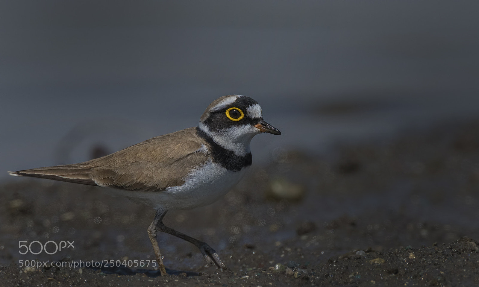 Nikon D500 sample photo. Little ringed plover photography