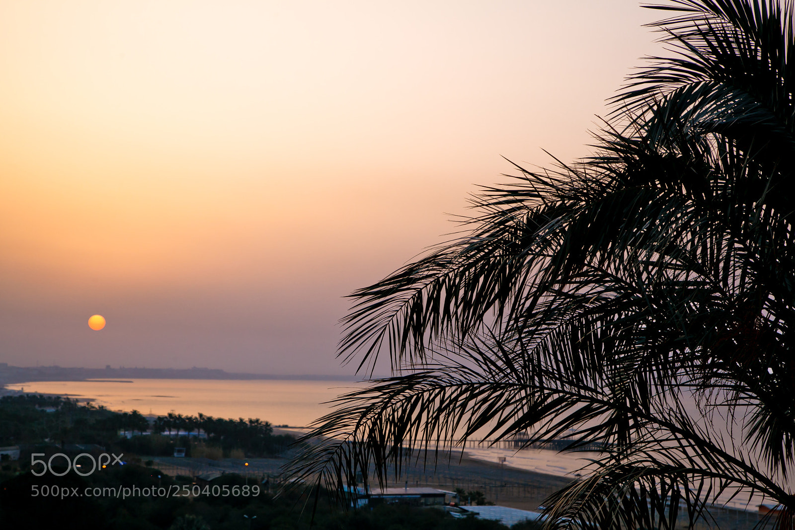 Canon EOS 5D Mark II sample photo. Palm photography