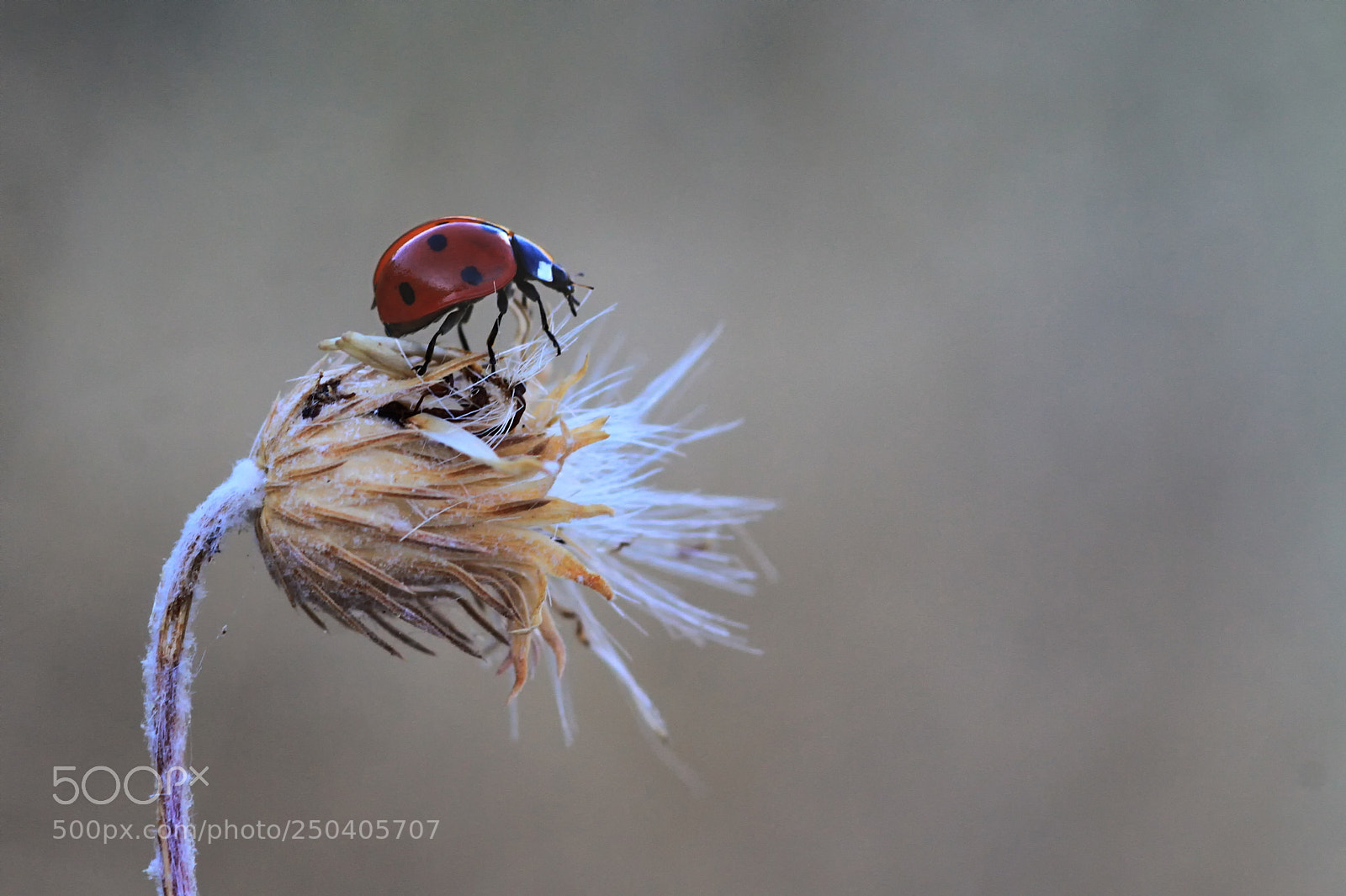Canon EOS 7D sample photo. Ladybug photography
