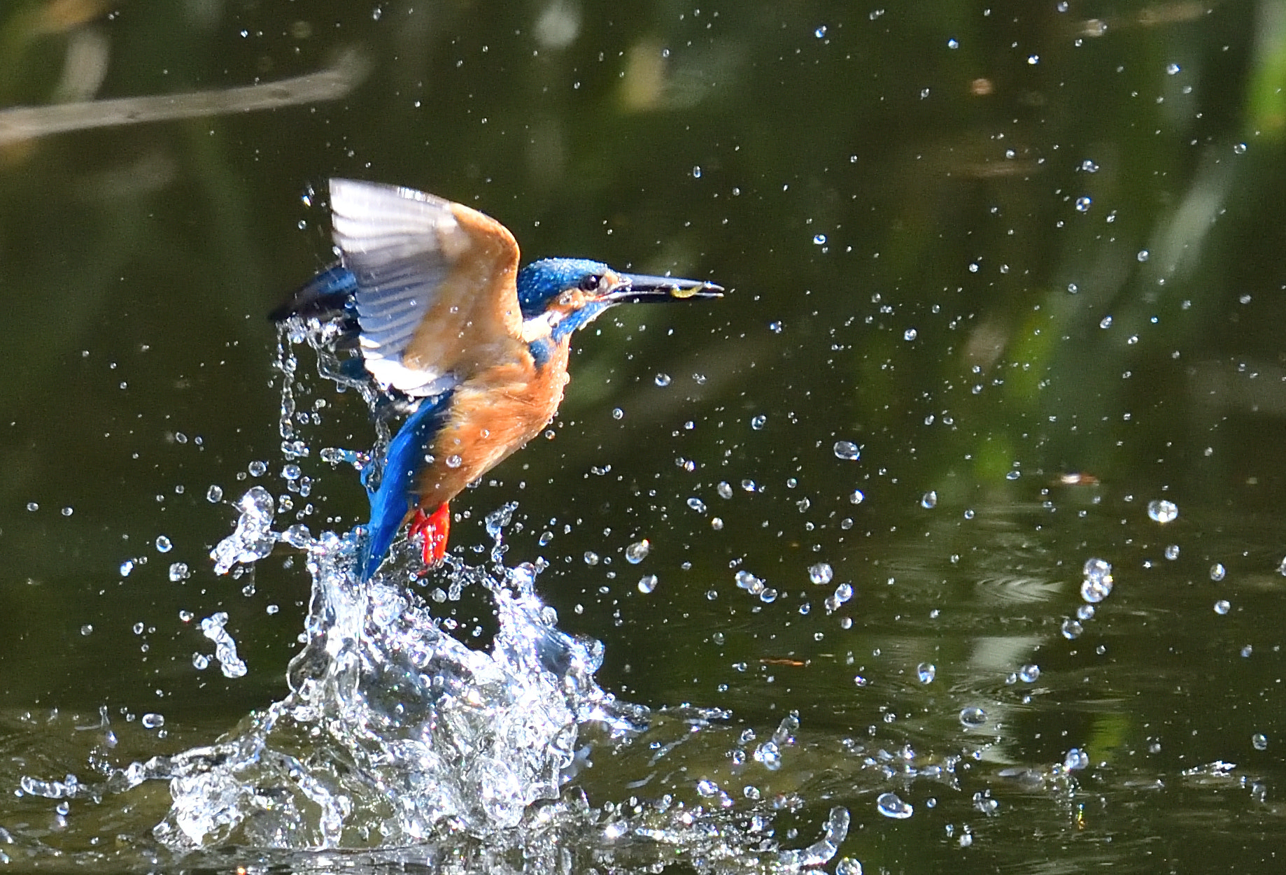 Nikon Nikkor AF-S 300mm F4E PF ED VR sample photo. Kingfisher 翡翠 photography