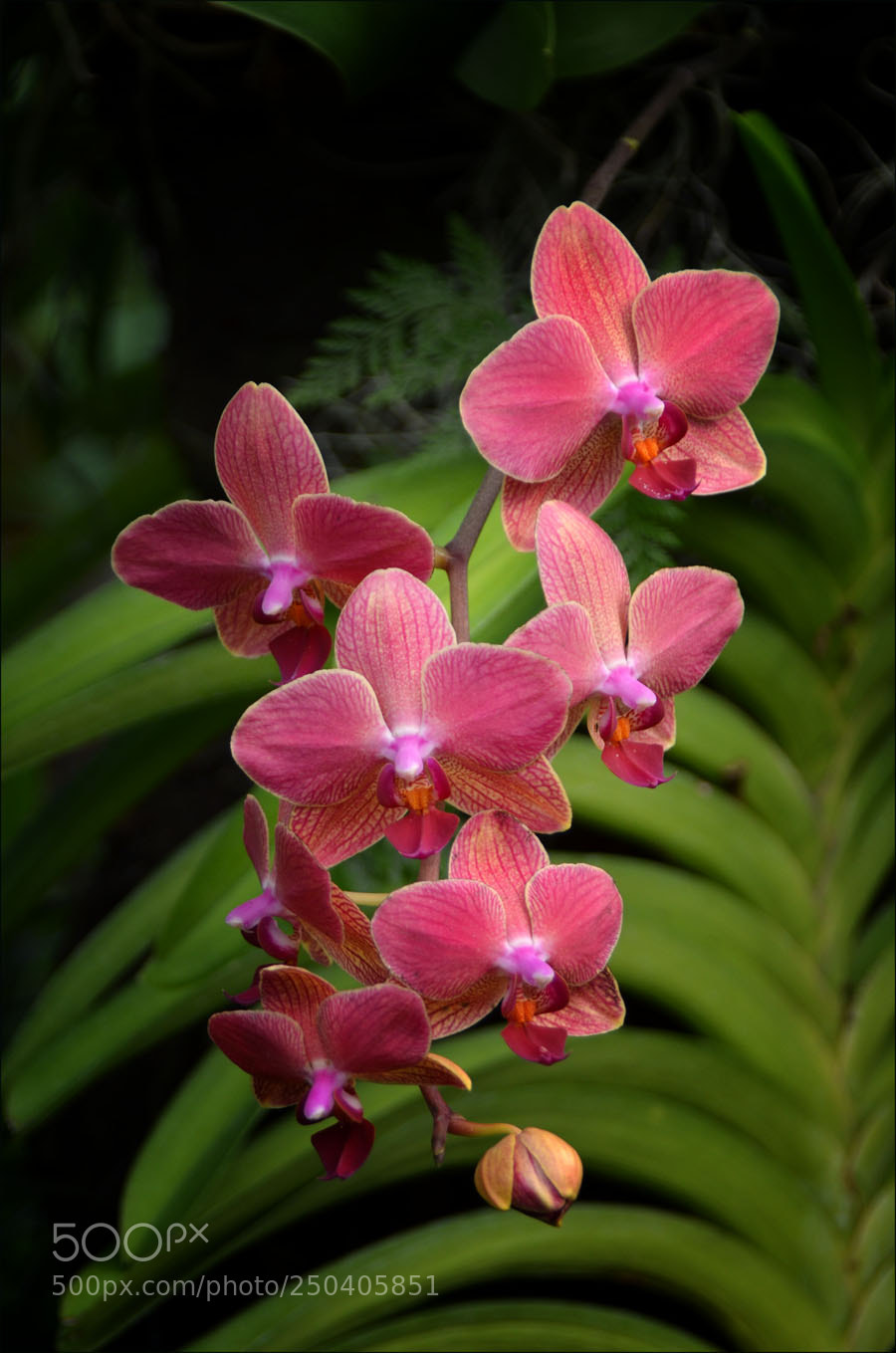 Nikon D5100 sample photo. Orchid photography