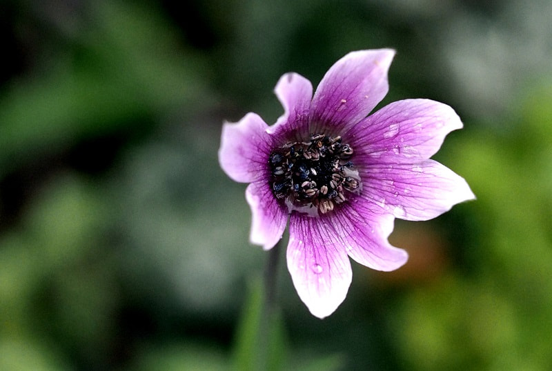 Olympus PEN E-PL8 sample photo. Petit anemone photography