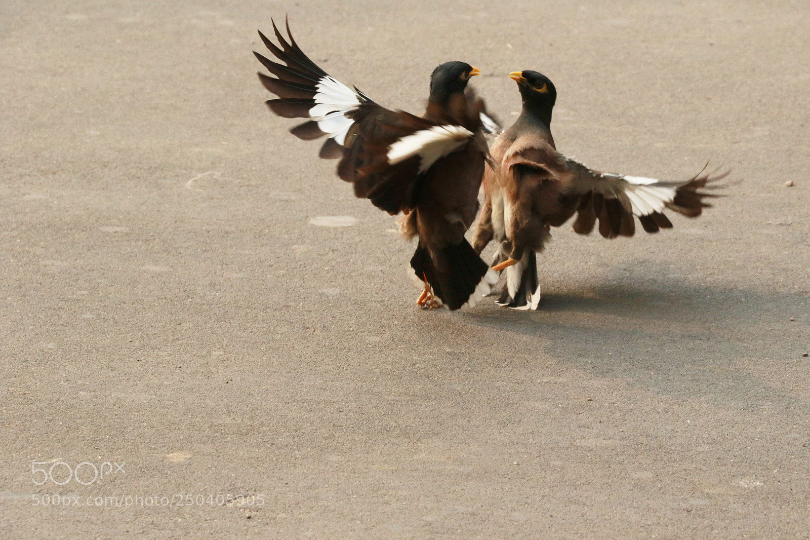 Canon EOS 7D Mark II sample photo. Bird fight photography