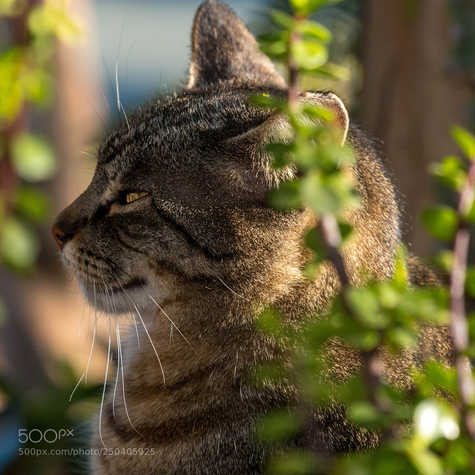 Nikon D500 sample photo. "siesta" time 2 photography