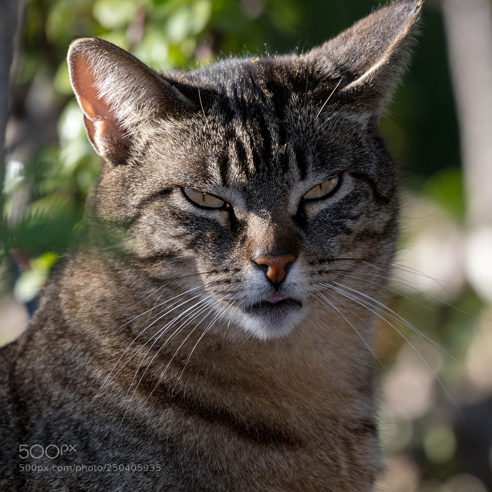 Nikon D500 sample photo. "siesta" time 2 photography