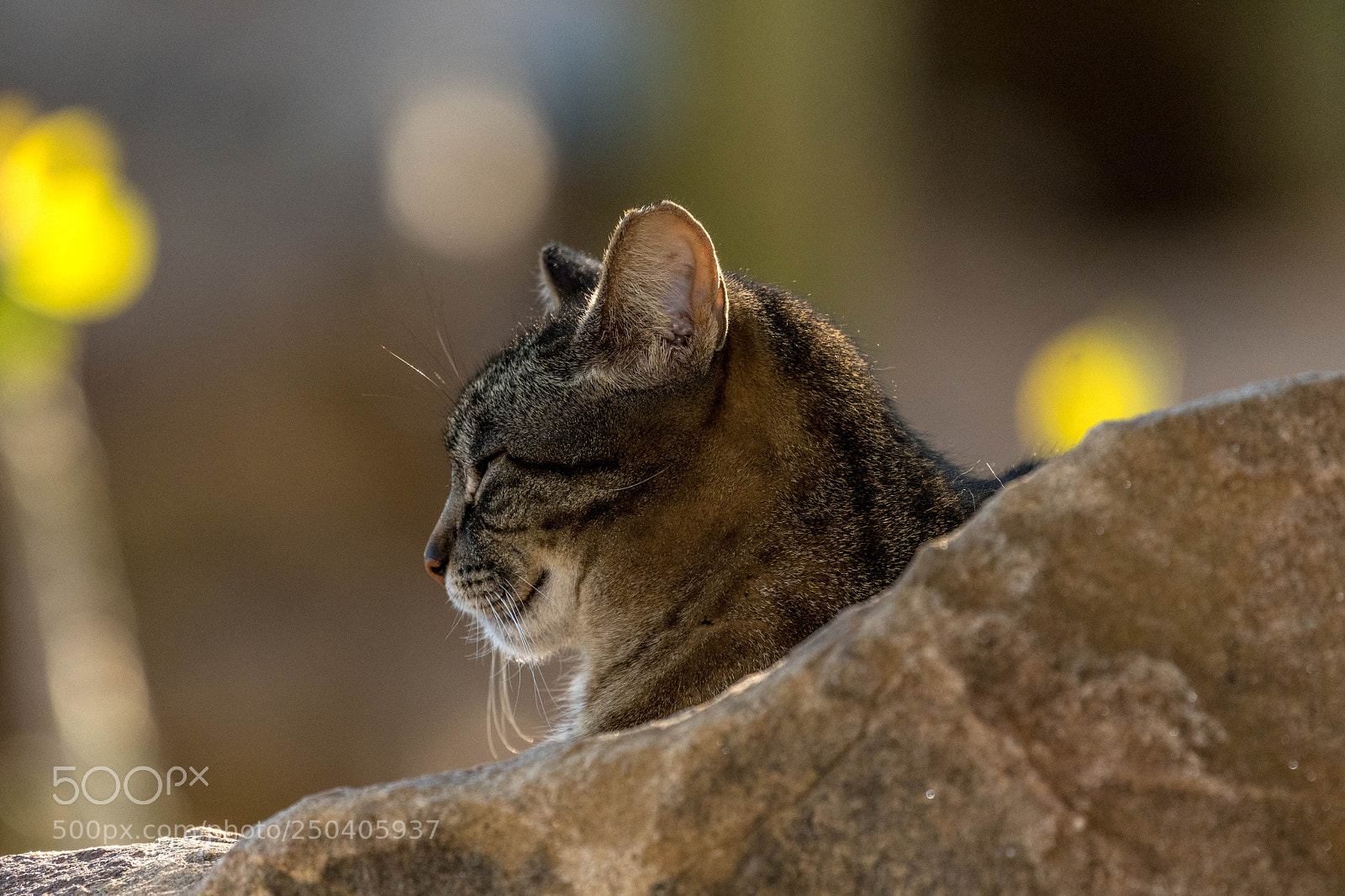 Nikon D500 sample photo. "siesta" time 2 photography