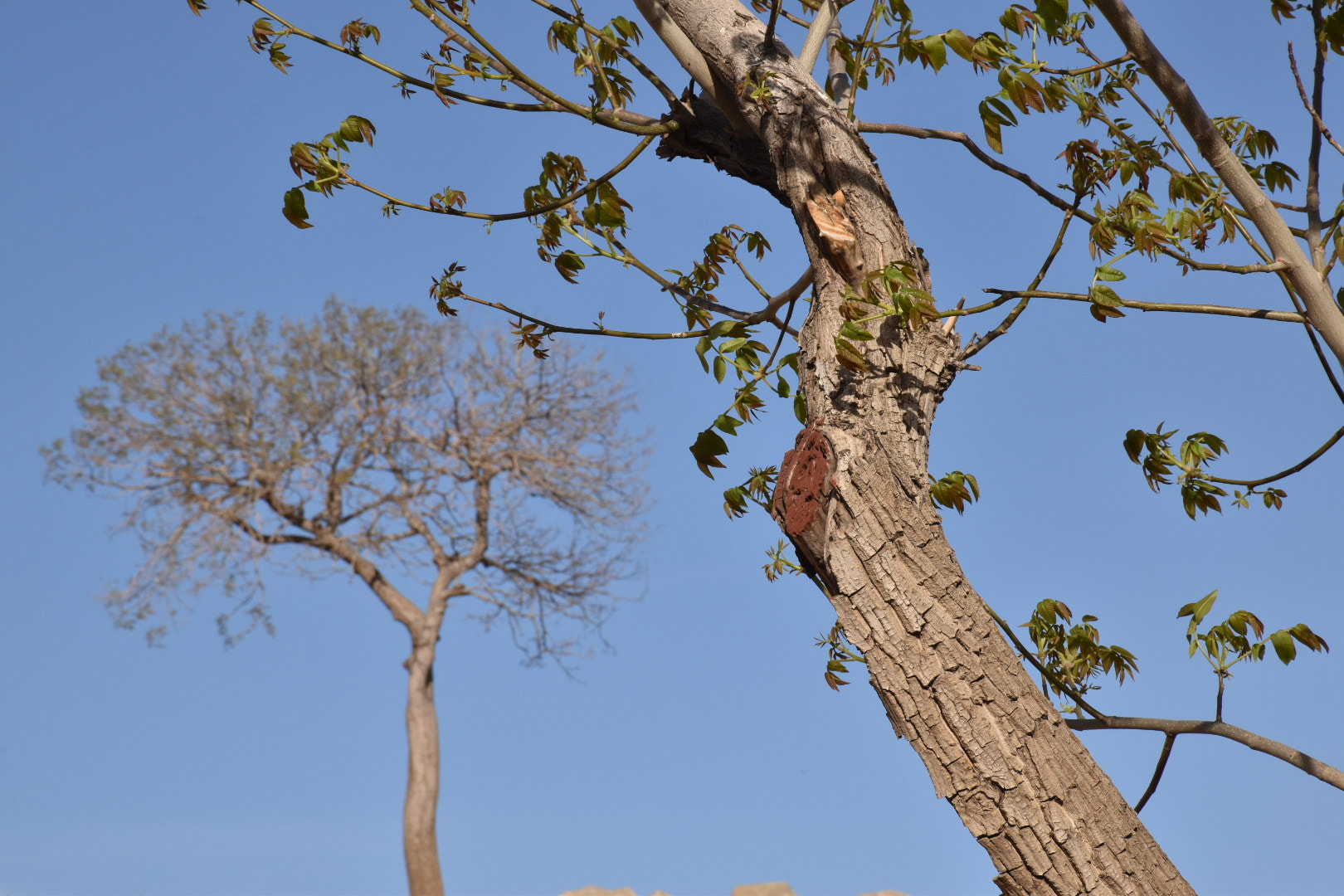 Nikon D5600 sample photo. Trees photography