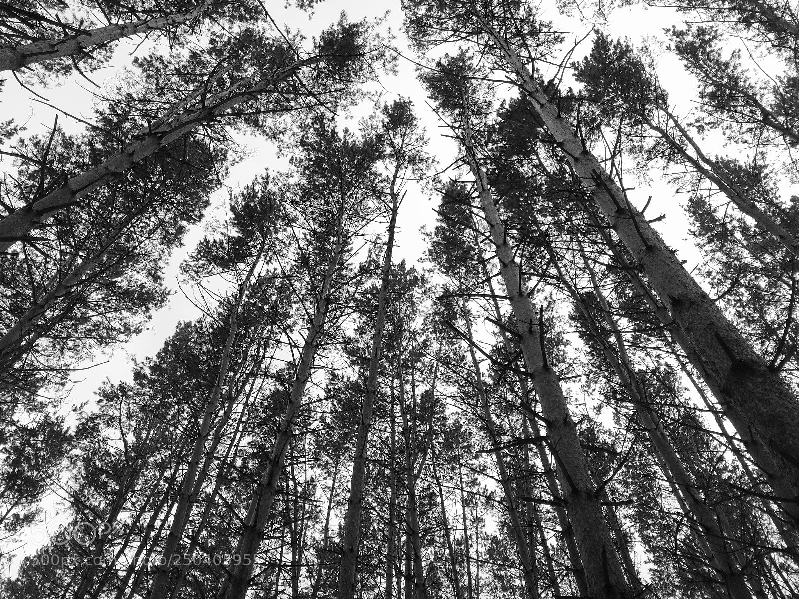HUAWEI Honor 9 sample photo. Walk in the forest photography