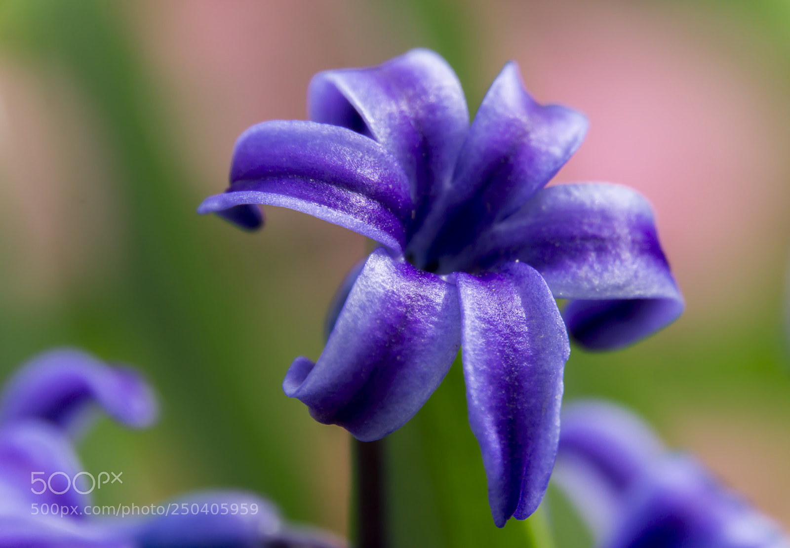 Sony a6000 sample photo. Purple flower photography