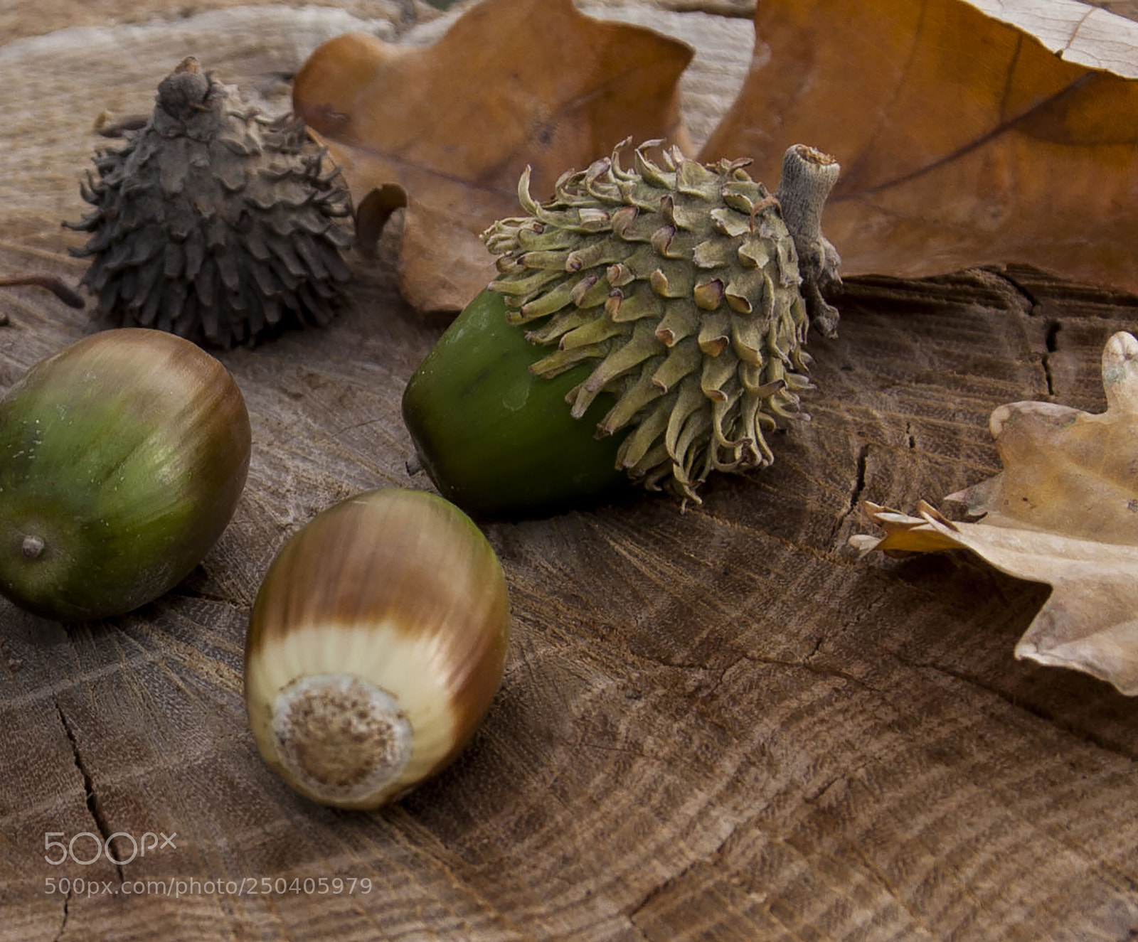 Canon EOS 40D sample photo. Fresh oak photography