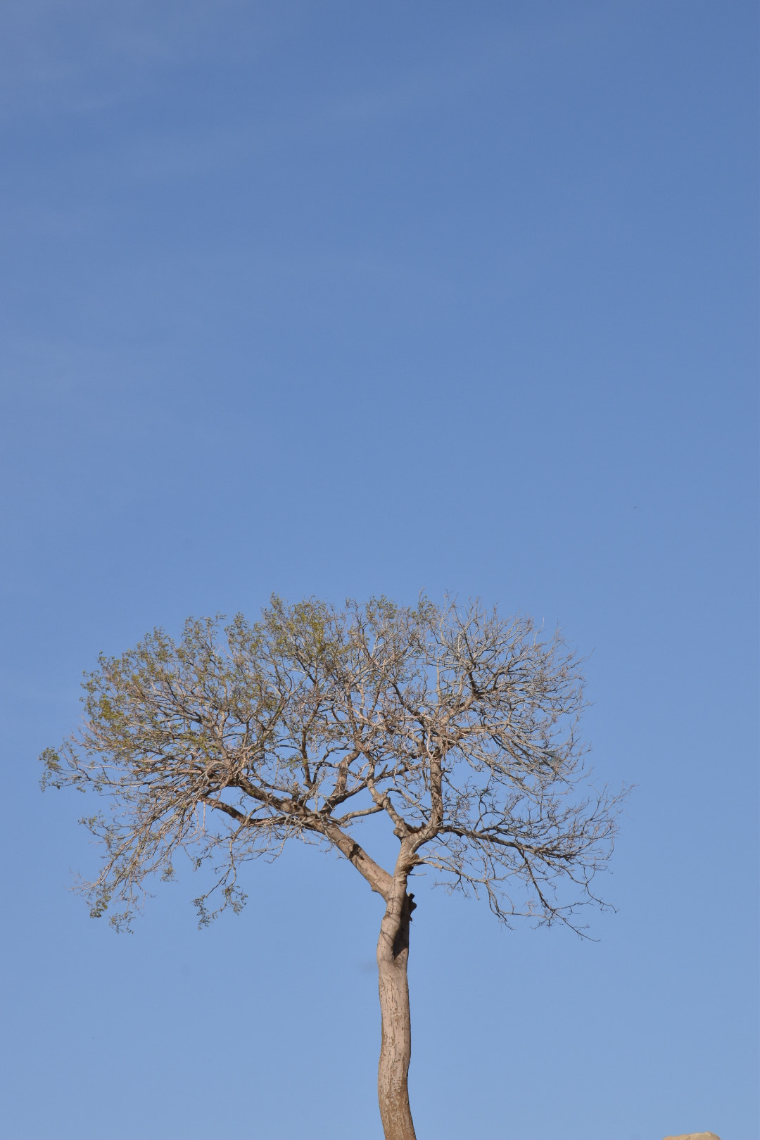 Nikon D5600 sample photo. Alone tree photography