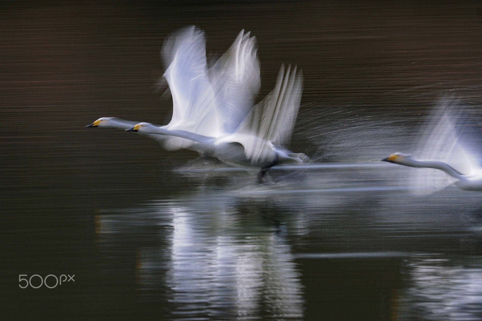Sony 70-400mm F4-5.6 G SSM II sample photo. ( take off with beautiful flapping motion) photography