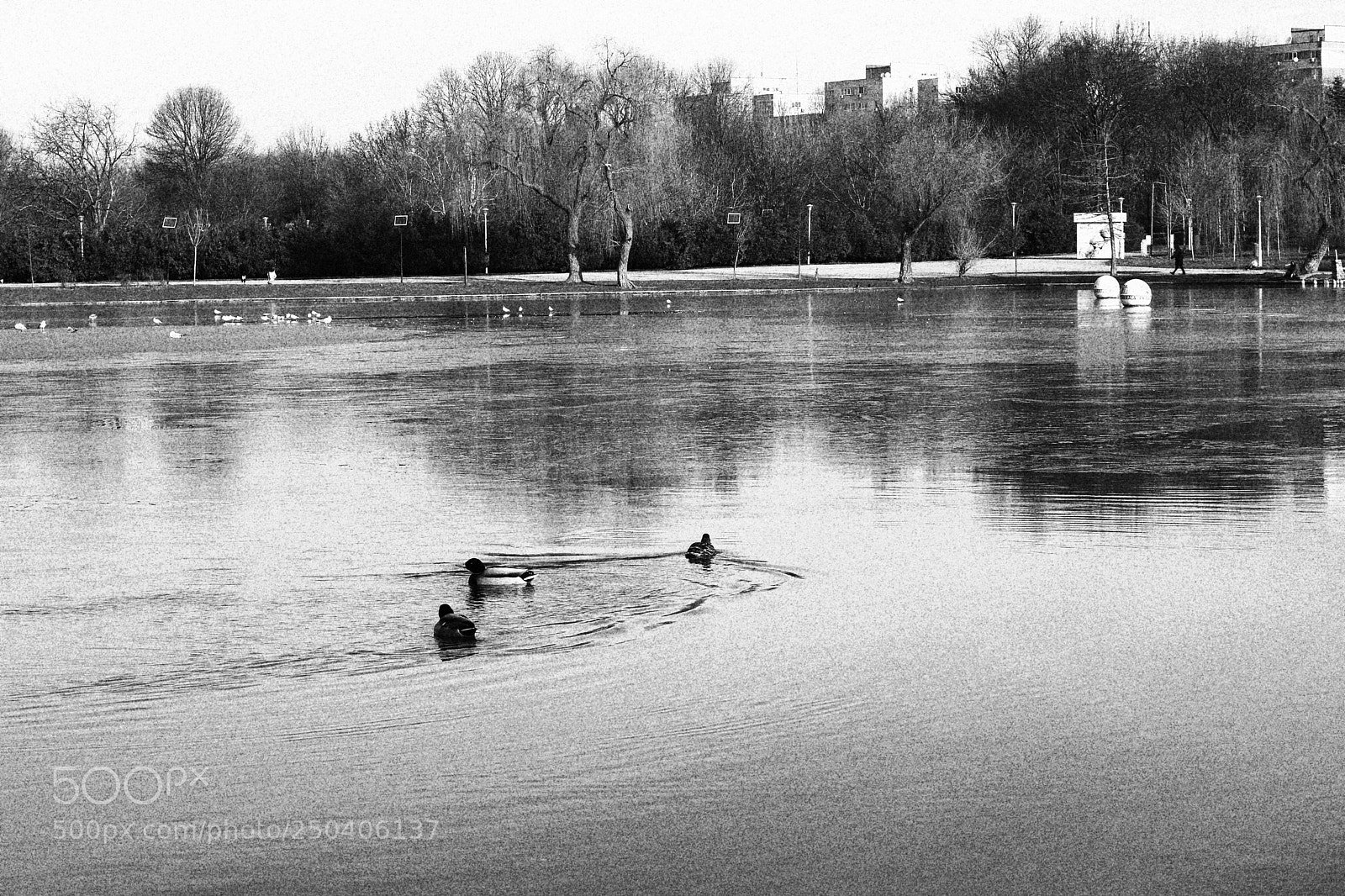 Canon EOS 750D (EOS Rebel T6i / EOS Kiss X8i) sample photo. Ducks on lake photography