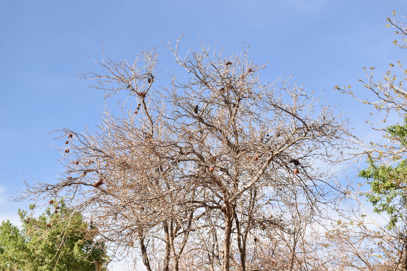 Nikon D5600 sample photo. Pomegranate trees photography