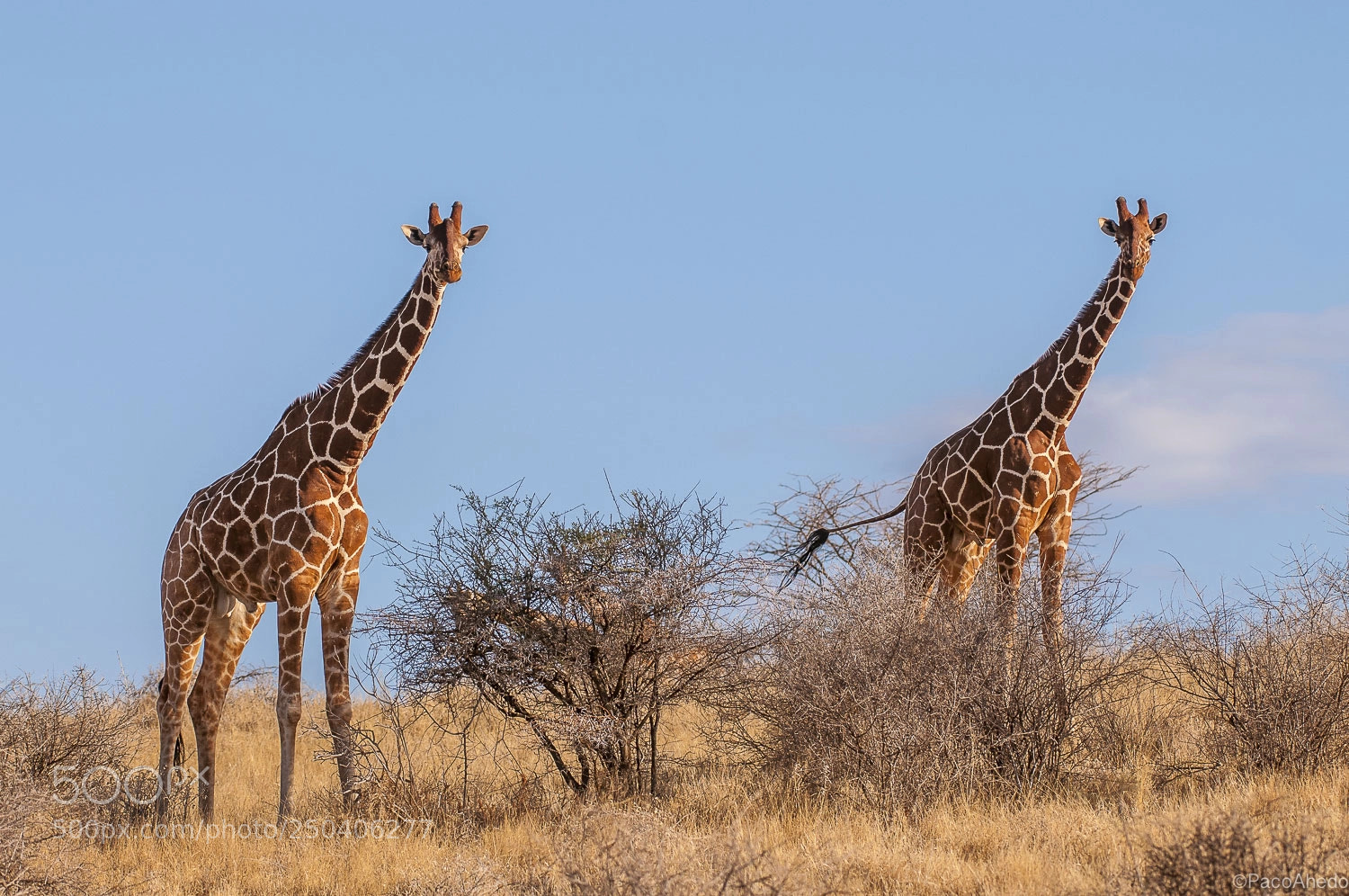 Nikon D300 sample photo. Giants in blue photography