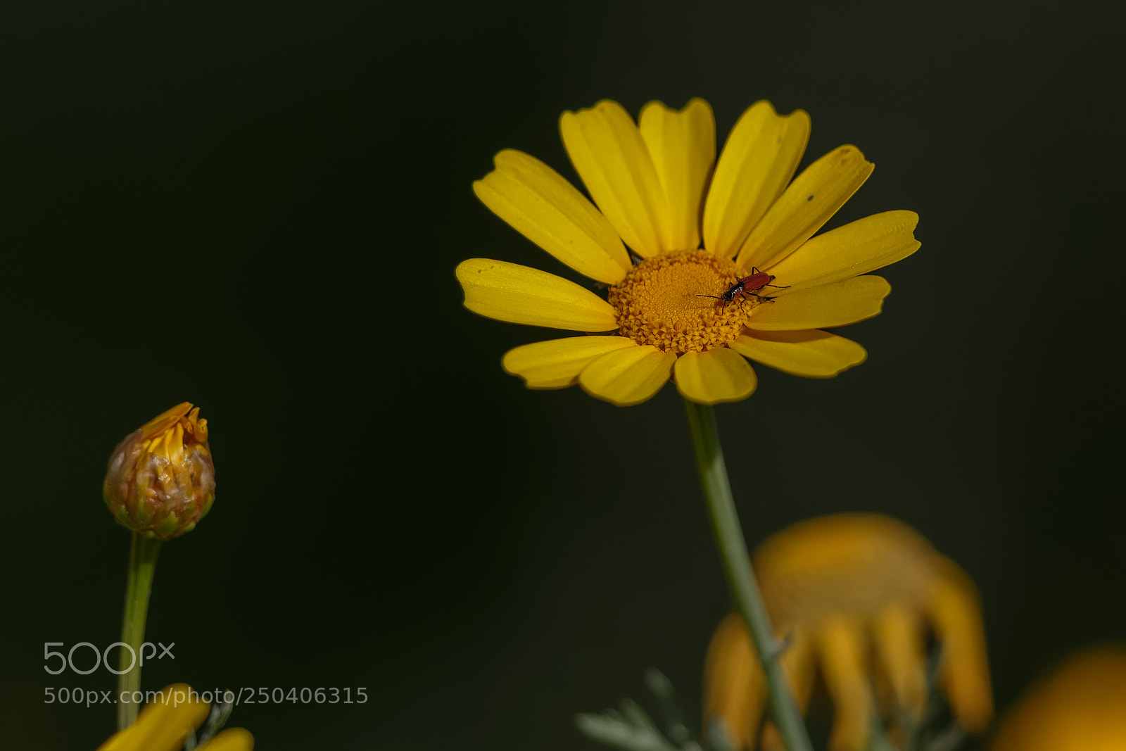 Canon EOS-1D X sample photo. Glebionis coronaria photography