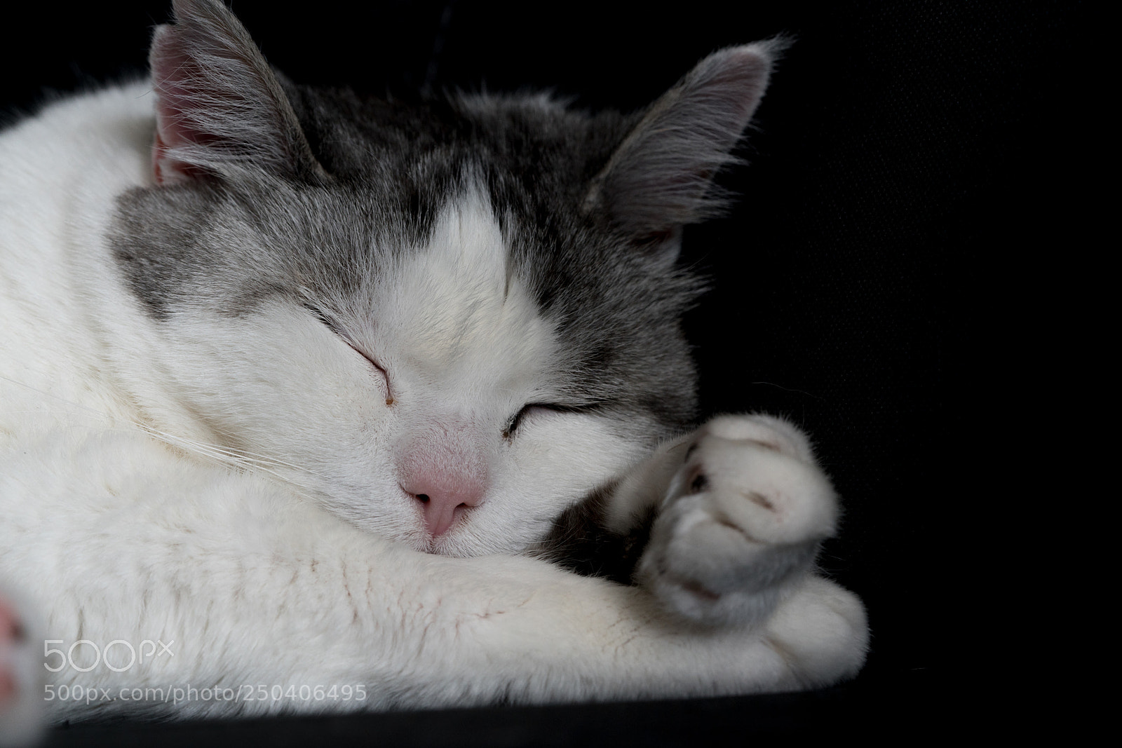 Sony a7R III sample photo. Leon photography
