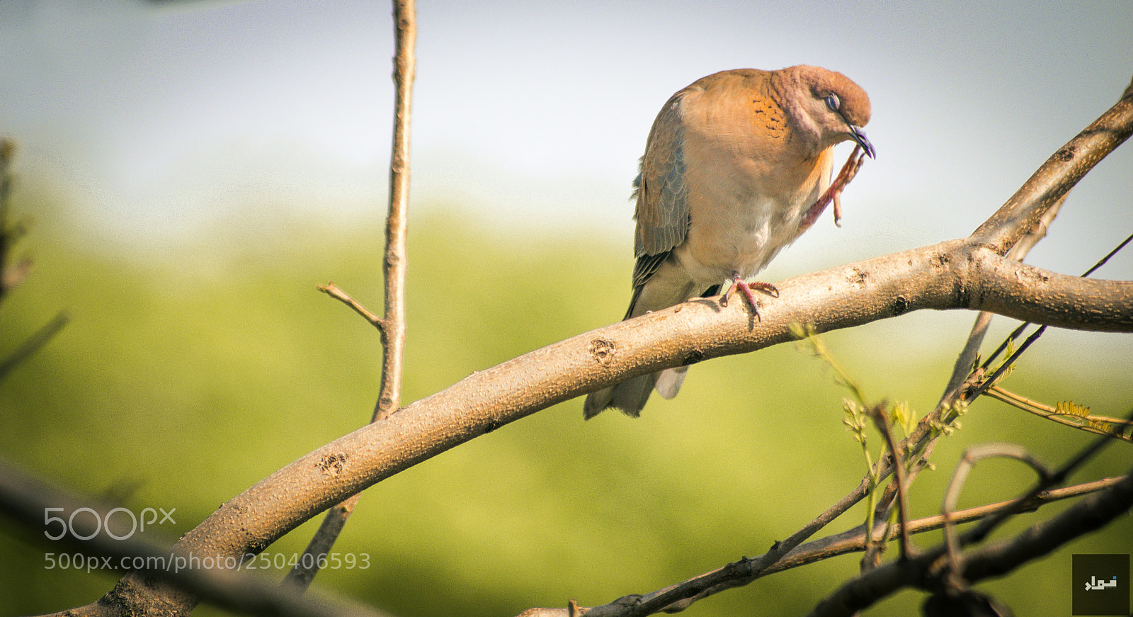 Nikon D5300 sample photo. Doves can get high photography