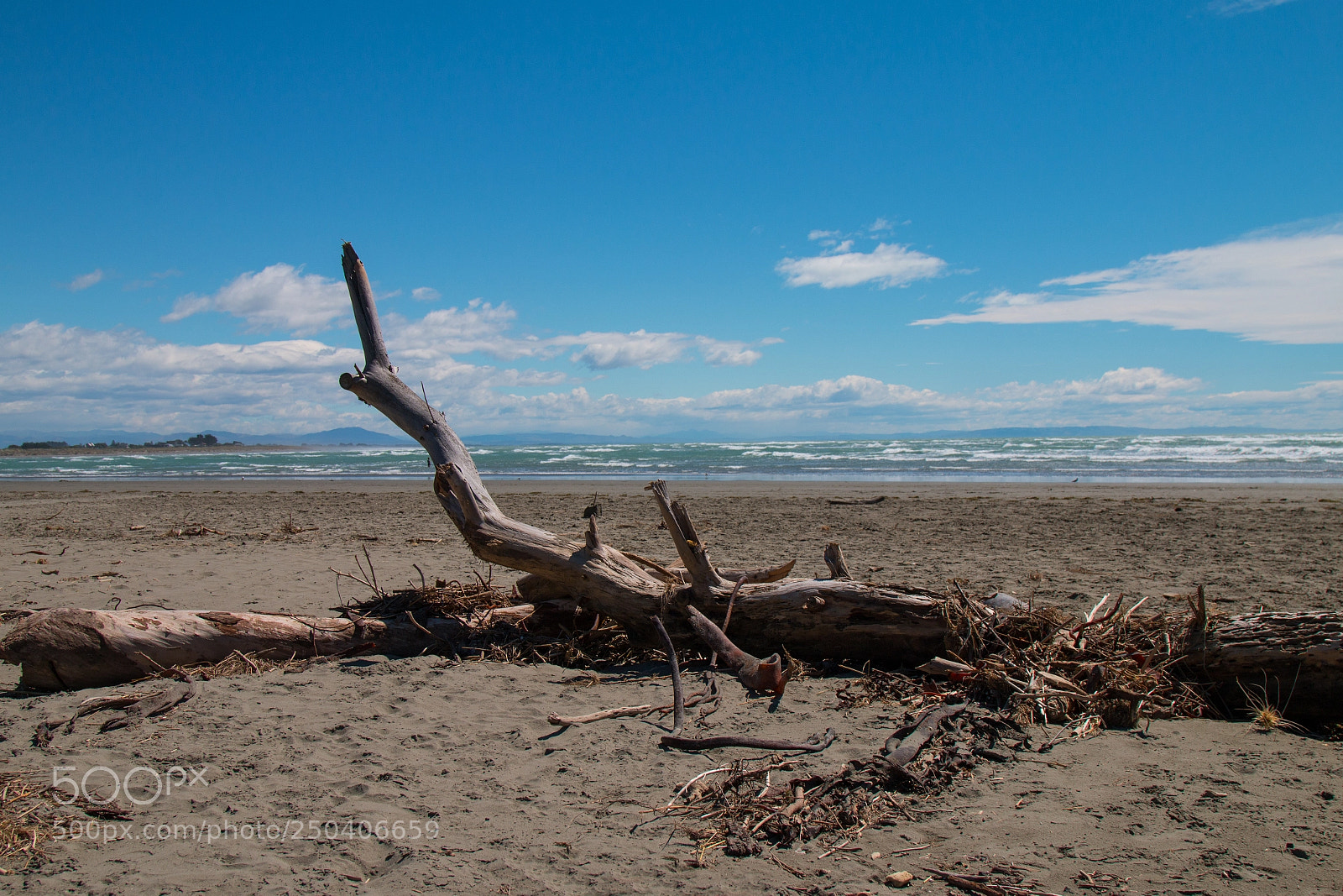 Canon EOS 70D sample photo. Beach tree photography
