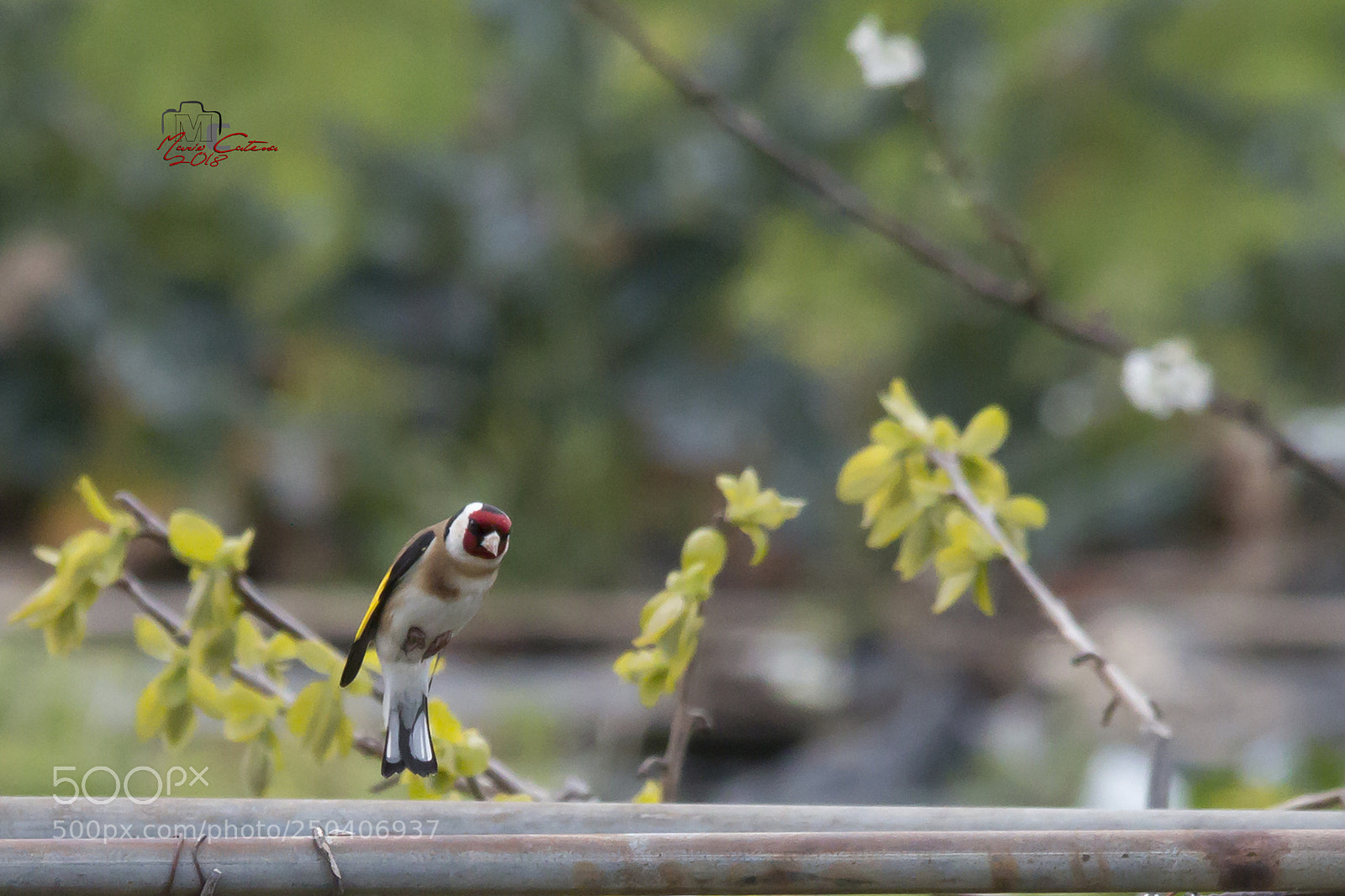 Canon EOS 70D sample photo. Cardellino photography