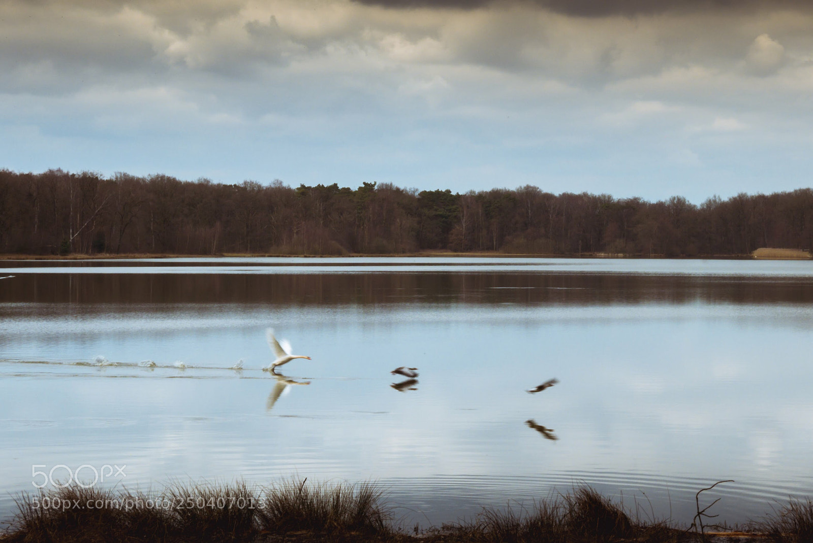 Panasonic Lumix DMC-LX100 sample photo. Duck chase photography