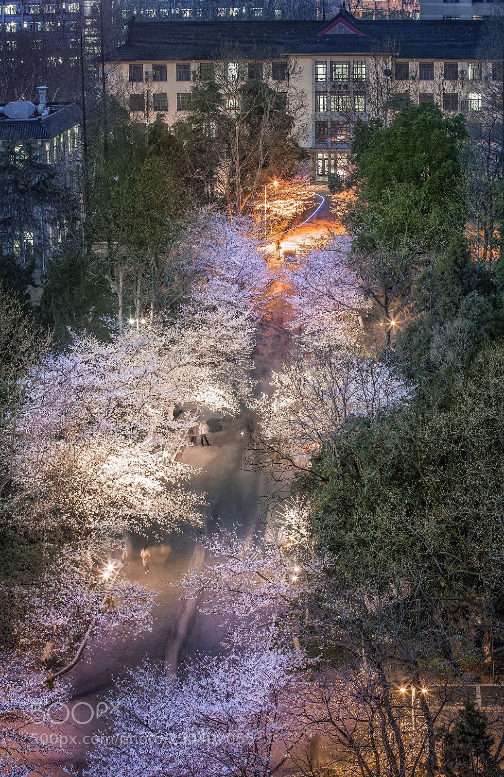 Sony a7 II sample photo. Night sakura photography