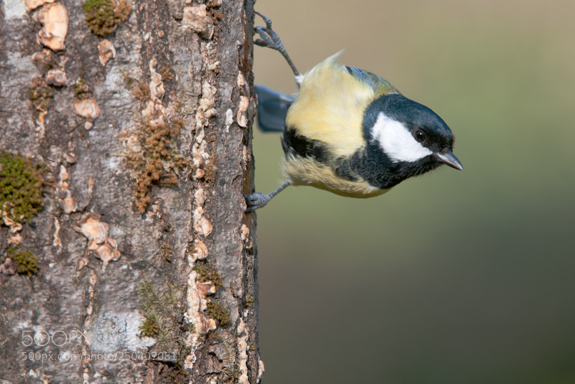 Nikon D300S sample photo. Parus major photography