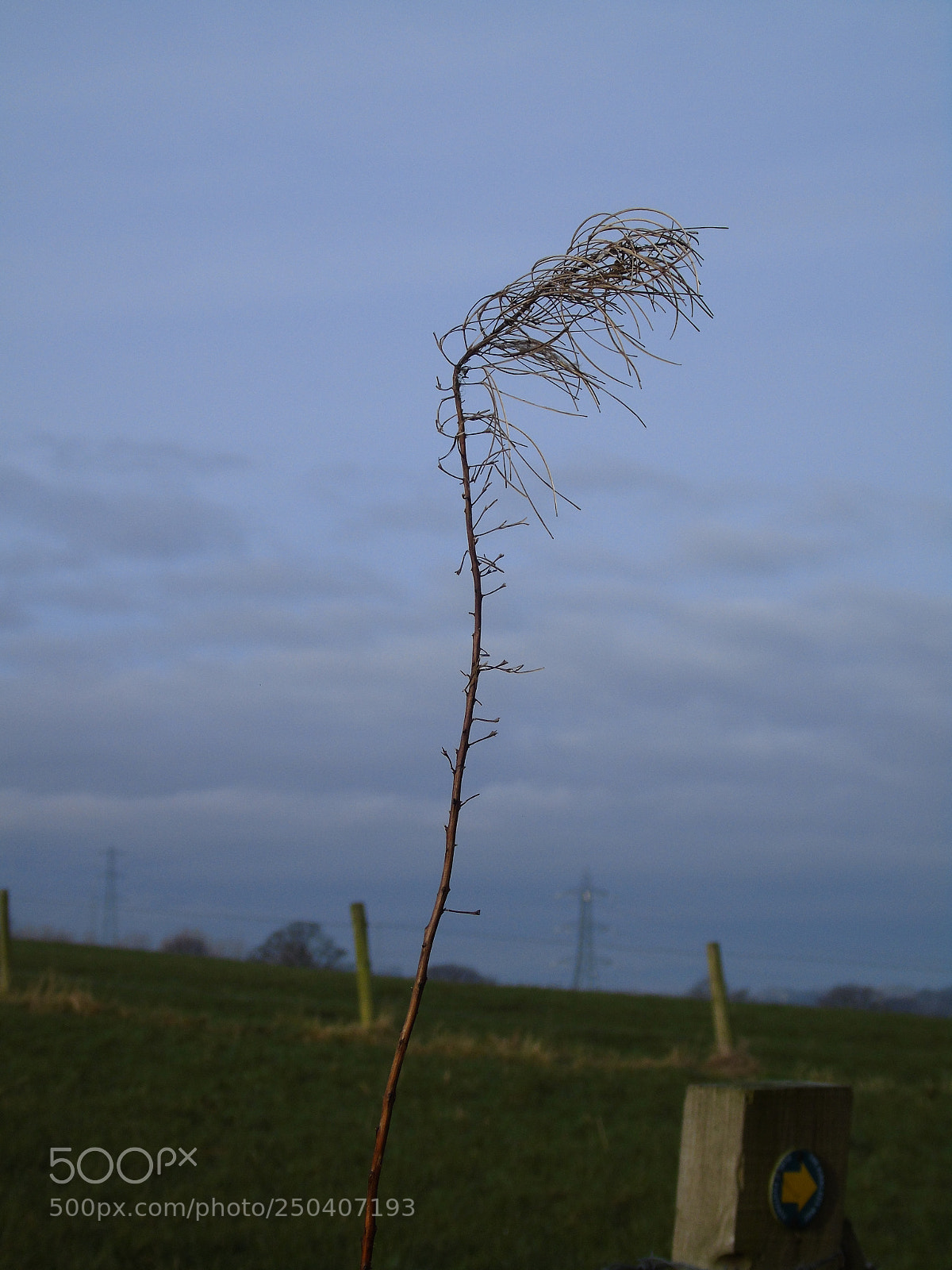 Sony Cyber-shot DSC-H400 sample photo. Winter seed head, green photography