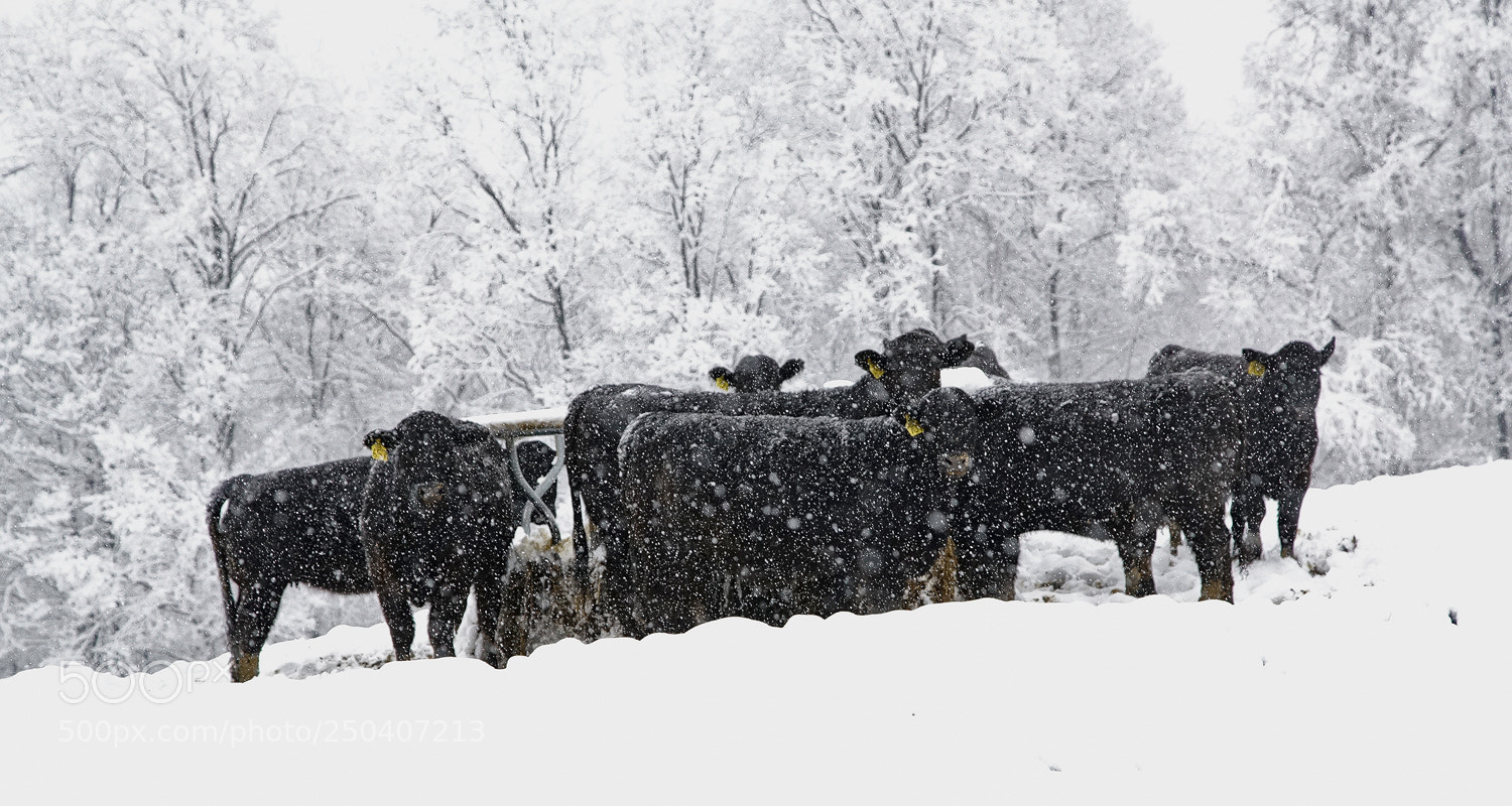 Sony a7R II sample photo. Cold beef-unprocessed photography