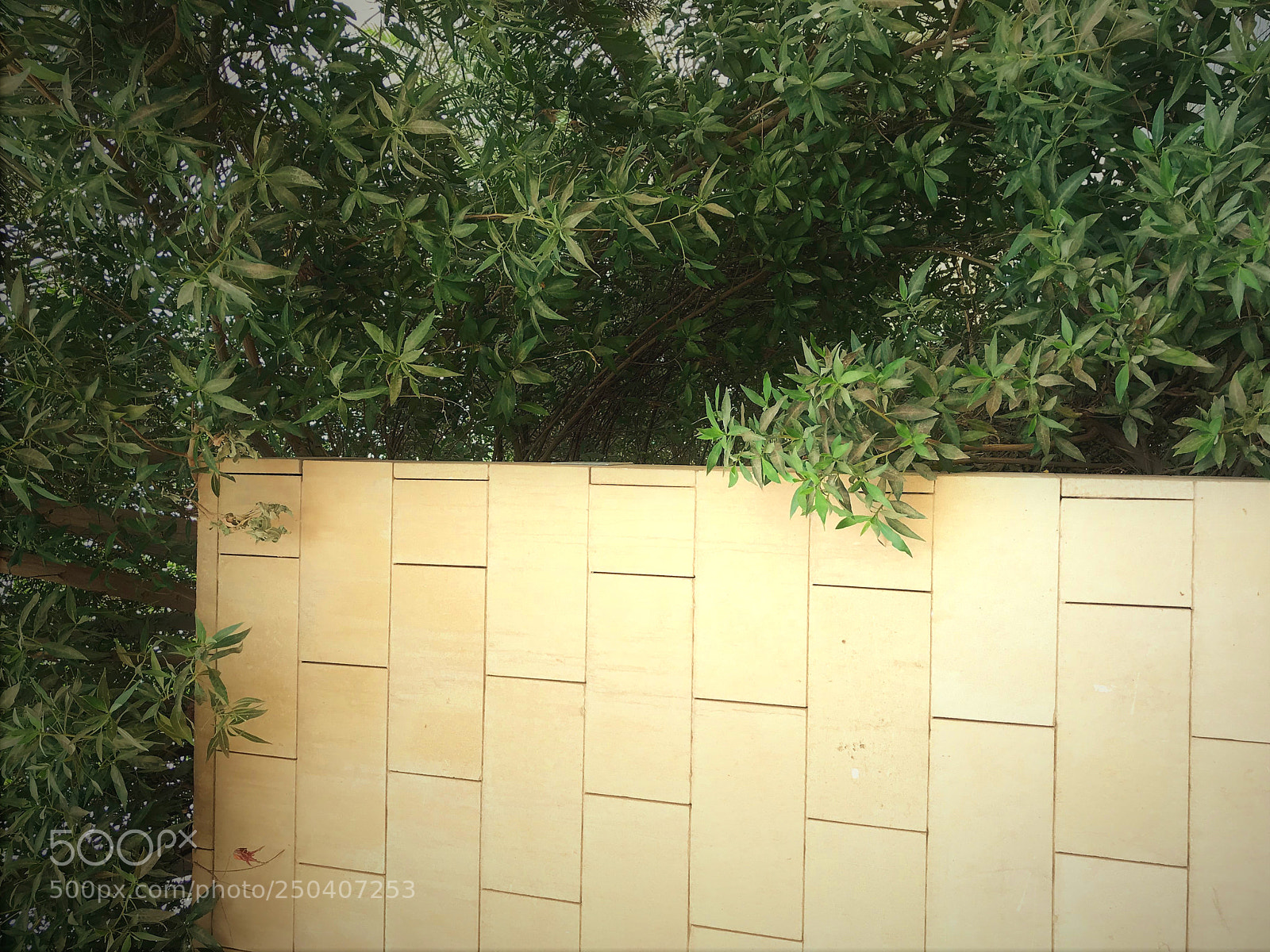 Apple iPhone 7 Plus sample photo. Green photography