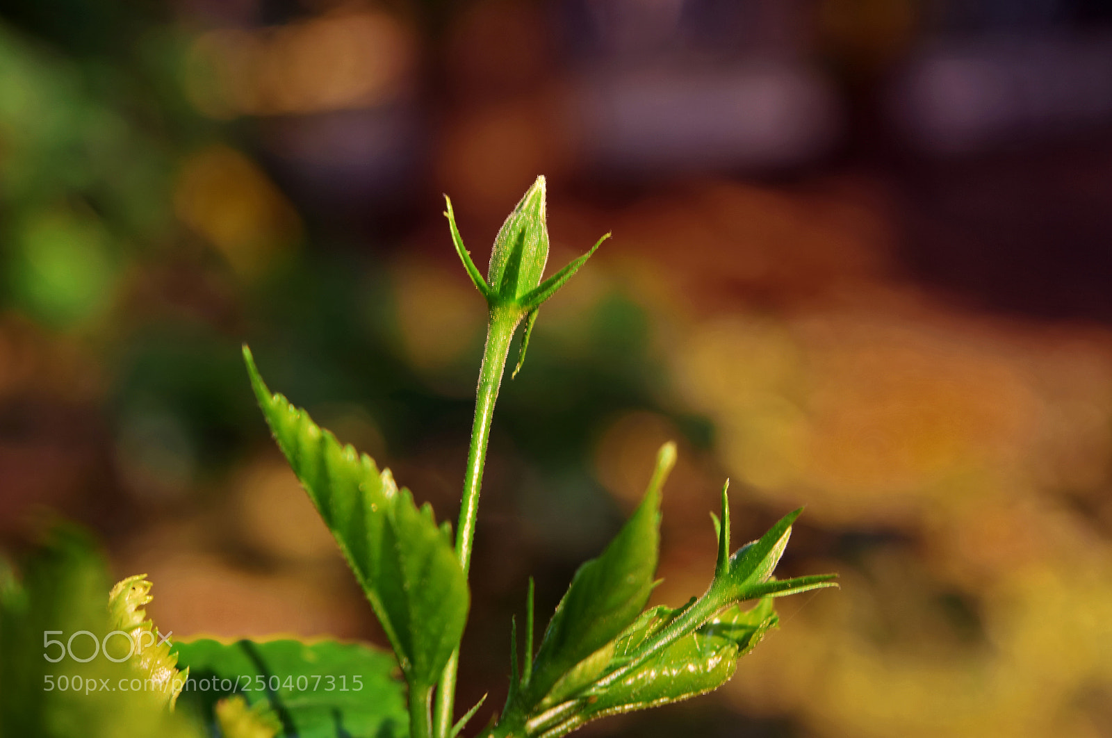 Nikon D3300 sample photo. Budding hibiscus photography