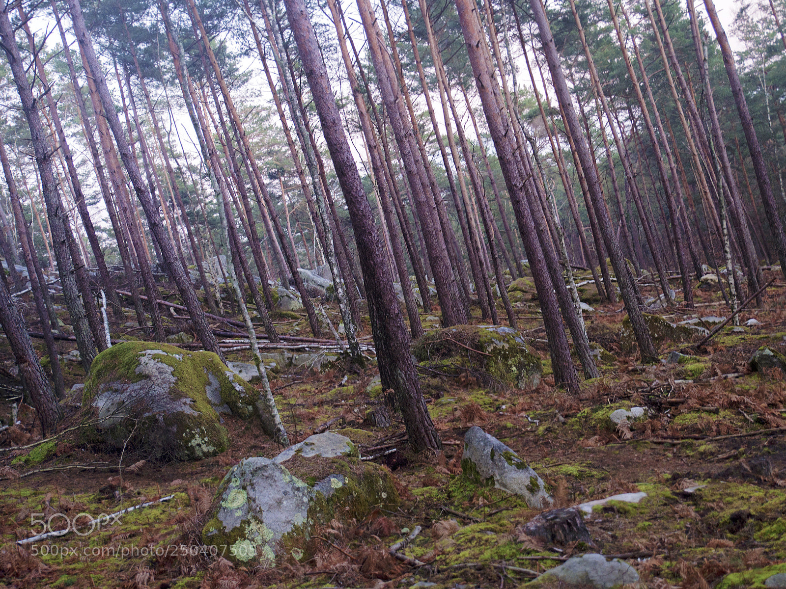 Nikon Df sample photo. Fontainebleau - xvii photography