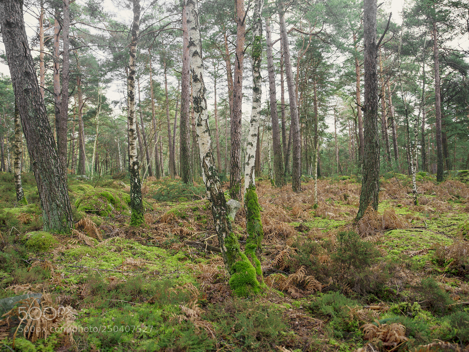 Nikon Df sample photo. Fontainebleau - xviii photography